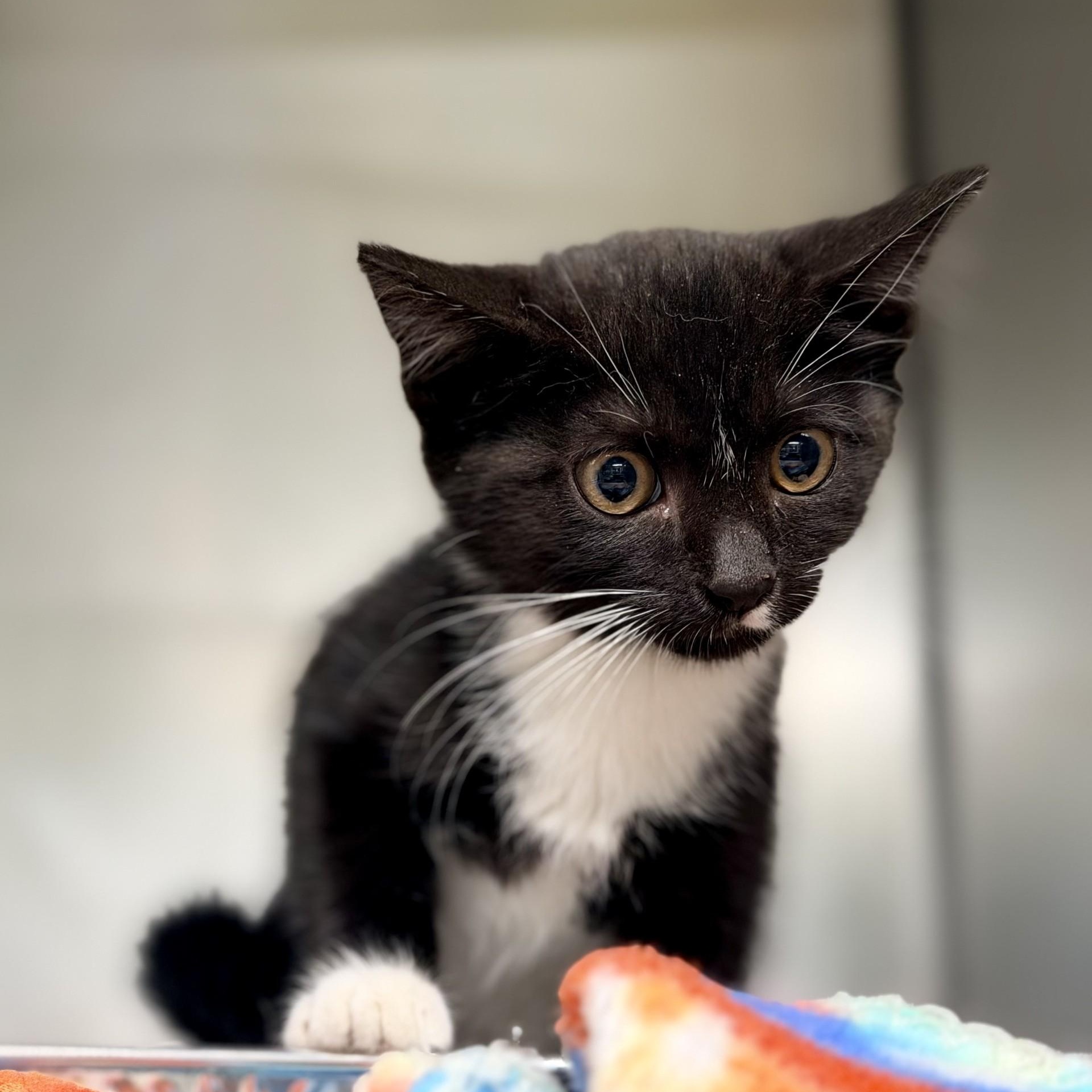 Alice, a ADOPTABLE Domestic Short Hair in Jackson, NJ image 2/2