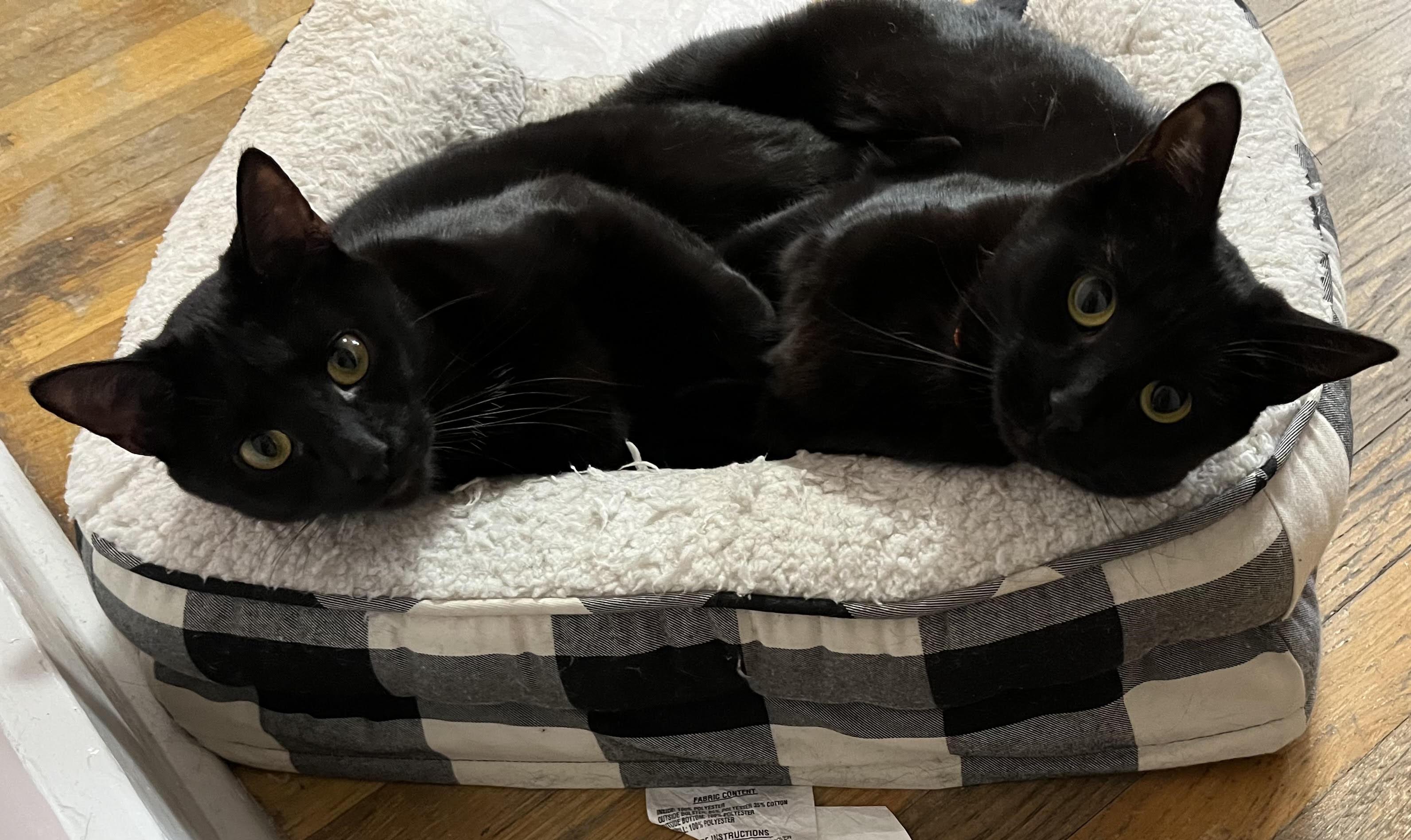 Squid & Mr. Spot, ADOPTABLE, Young Female Domestic Short Hair.