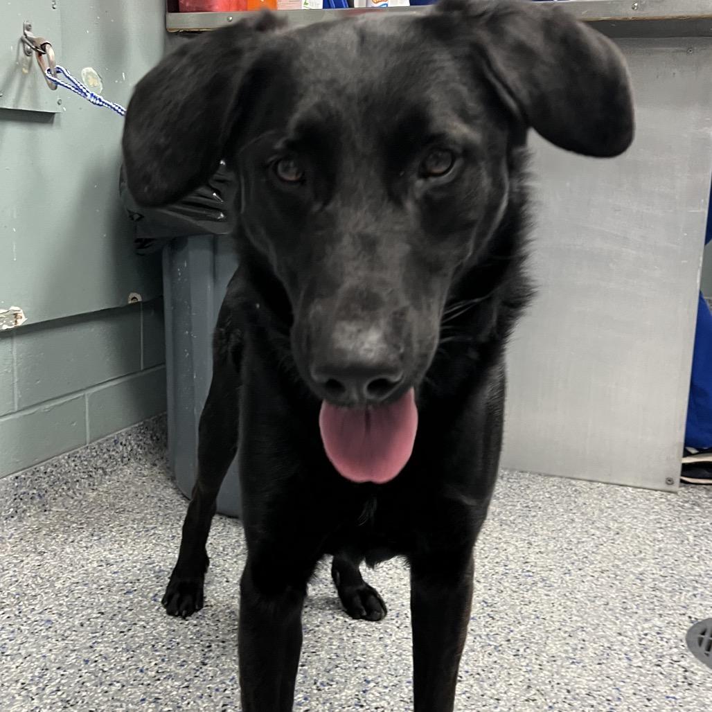 Enlarge Willie, a Adoptable mixed breed in Greenville, SC image 1/1