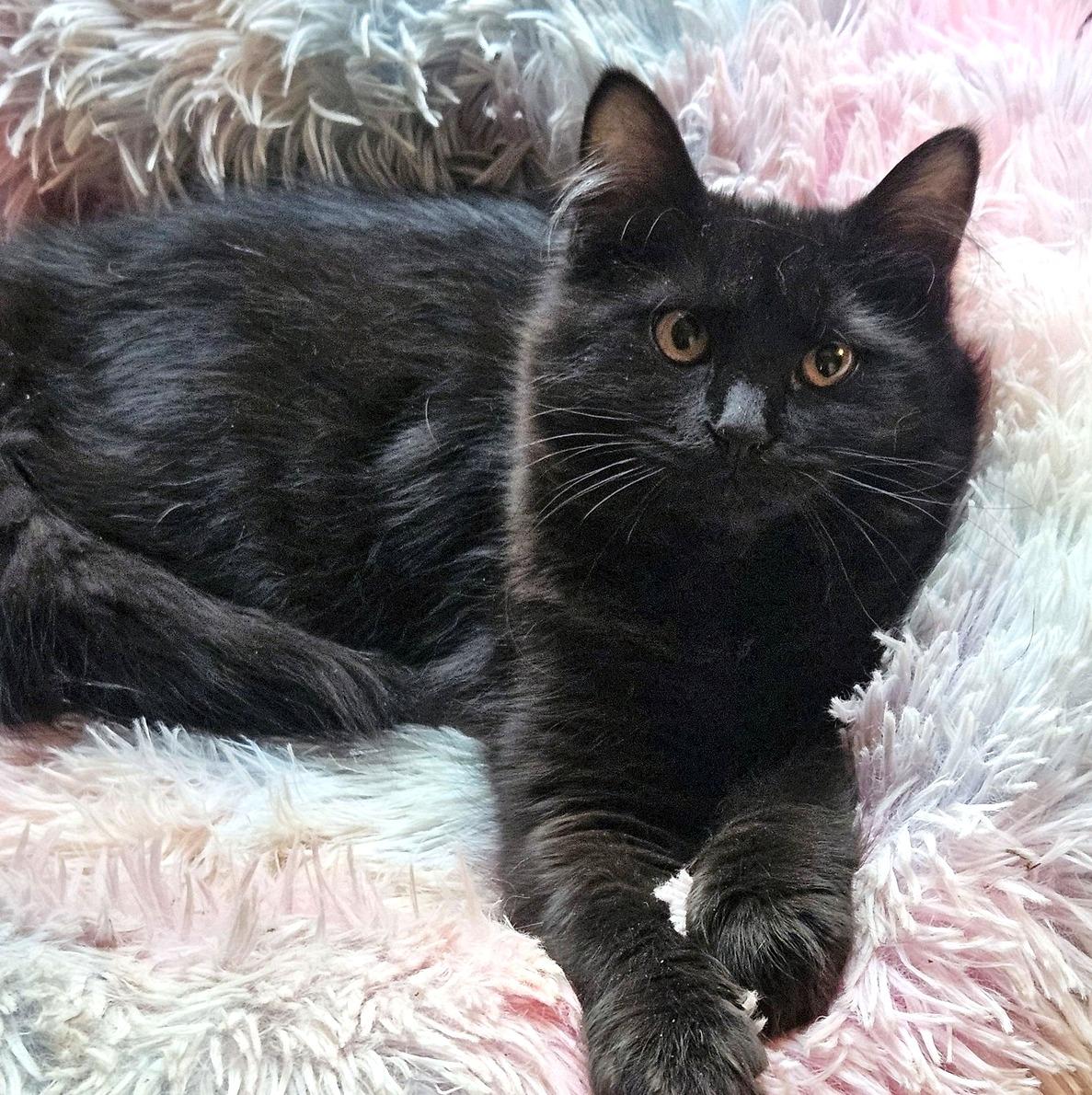 Enlarge Pepper, an adopted Domestic Medium Hair in Pittsburgh, PA image 2/6