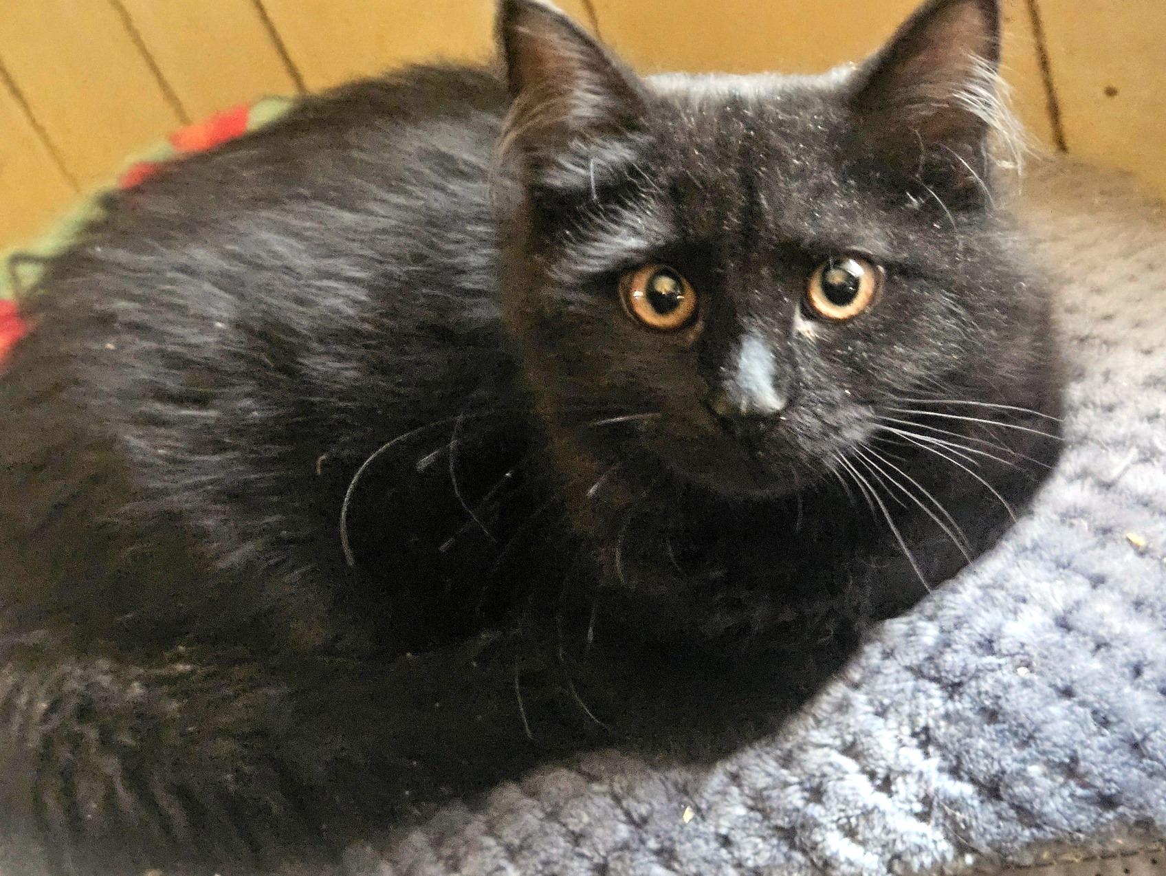 Enlarge Pepper, an adopted Domestic Medium Hair in Pittsburgh, PA image 5/6
