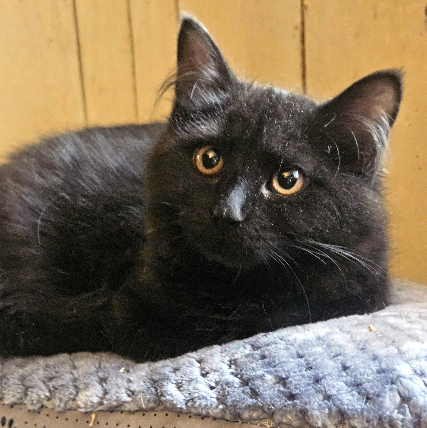 Enlarge Pepper, an adopted Domestic Medium Hair in Pittsburgh, PA image 3/6