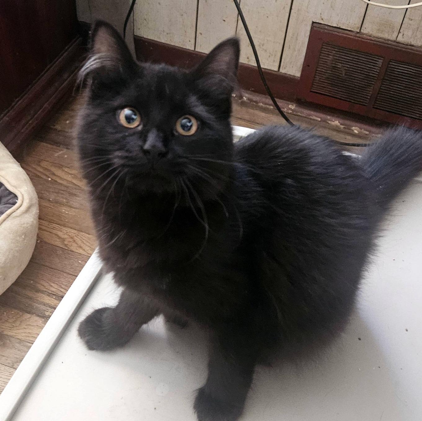 Enlarge Pepper, an adopted Domestic Medium Hair in Pittsburgh, PA image 4/6