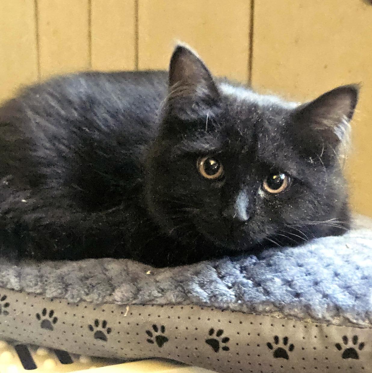 Enlarge Pepper, an adopted Domestic Medium Hair in Pittsburgh, PA image 6/6