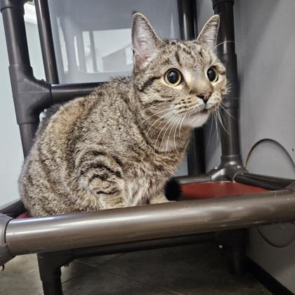 Enlarge Deb, a ADOPTABLE mixed breed in Dubuque, IA image 1/1