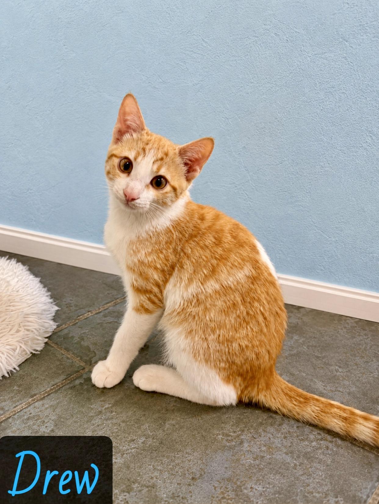 Drew, adopted, Young Male Domestic Short Hair.