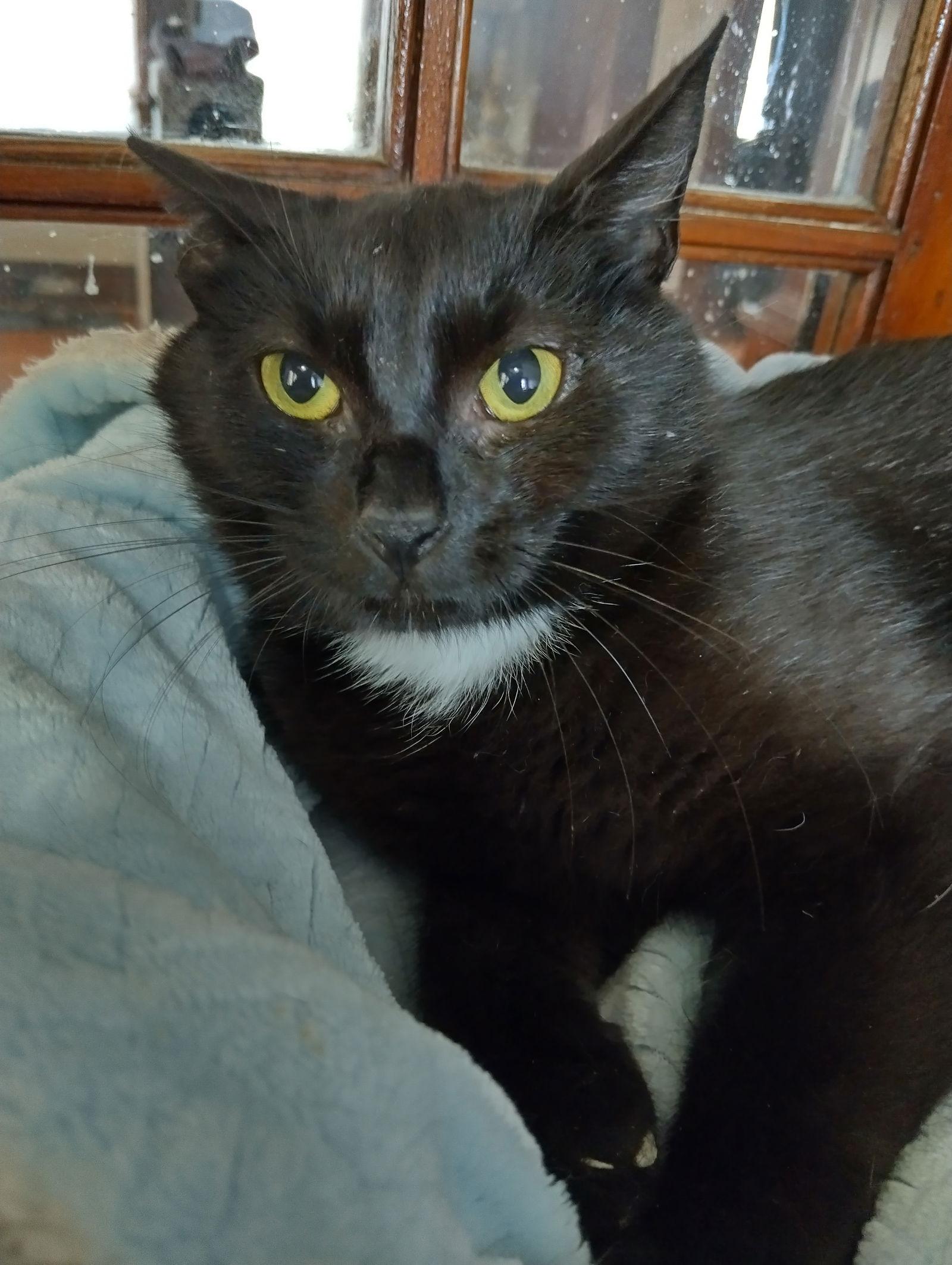 Enlarge Ayla (foster cat), a Adoptable Domestic Short Hair in Gettysburg, PA image 1/2