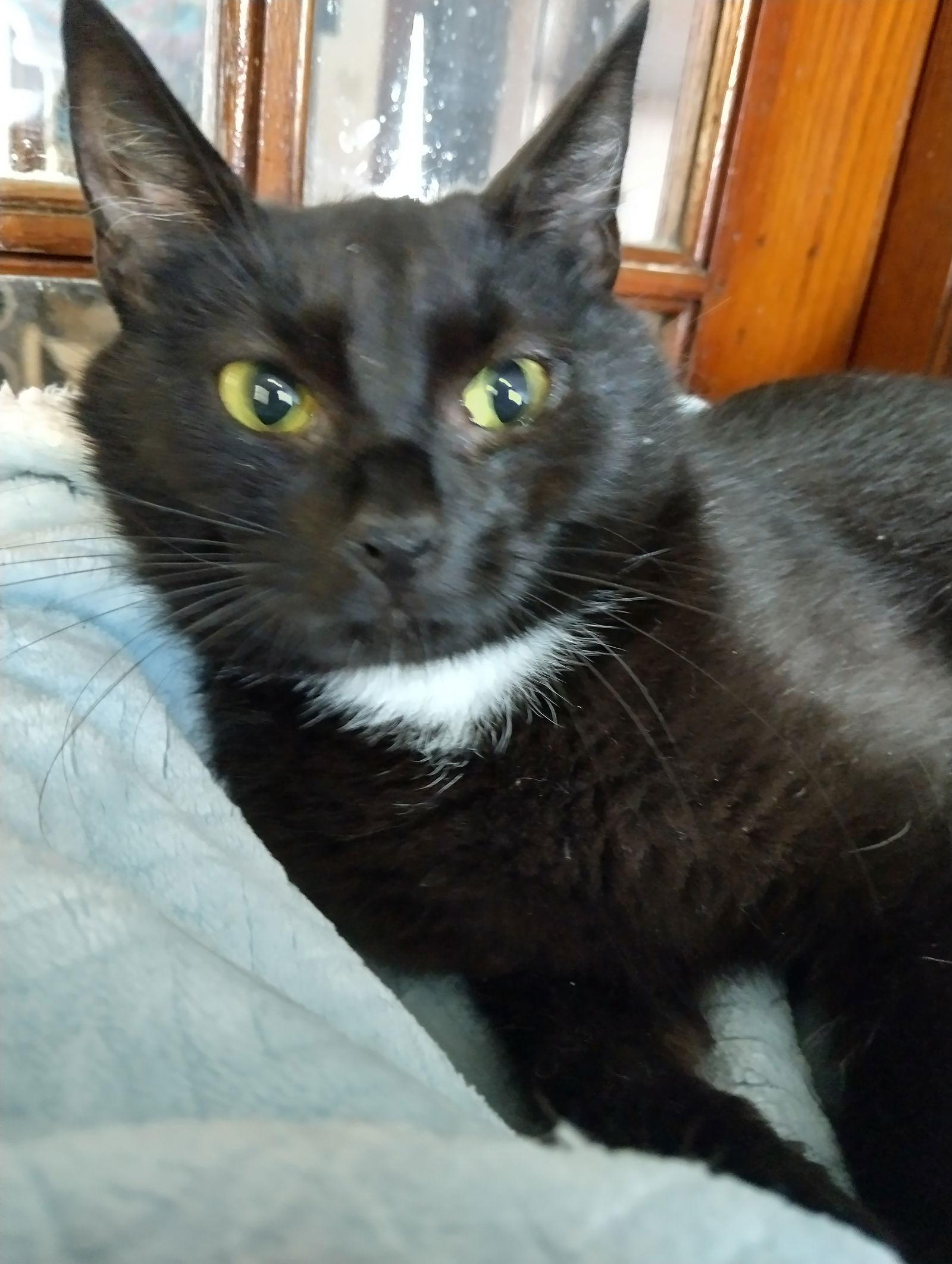 Enlarge Ayla (foster cat), a Adoptable Domestic Short Hair in Gettysburg, PA image 2/2