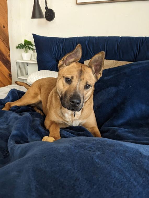 Enlarge Ruthie, a Adoptable Mixed Breed in Fort Collins, CO image 1/6