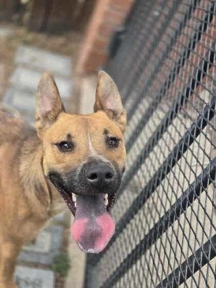Enlarge Ruthie, a Adoptable Mixed Breed in Fort Collins, CO image 2/6