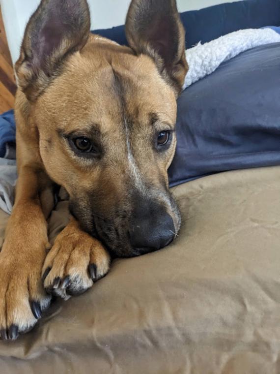 Enlarge Ruthie, a Adoptable Mixed Breed in Fort Collins, CO image 3/6