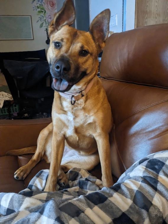 Enlarge Ruthie, a Adoptable Mixed Breed in Fort Collins, CO image 4/6