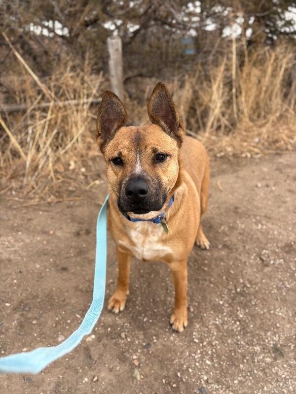 Enlarge Ruthie, a Adoptable Mixed Breed in Fort Collins, CO image 6/6
