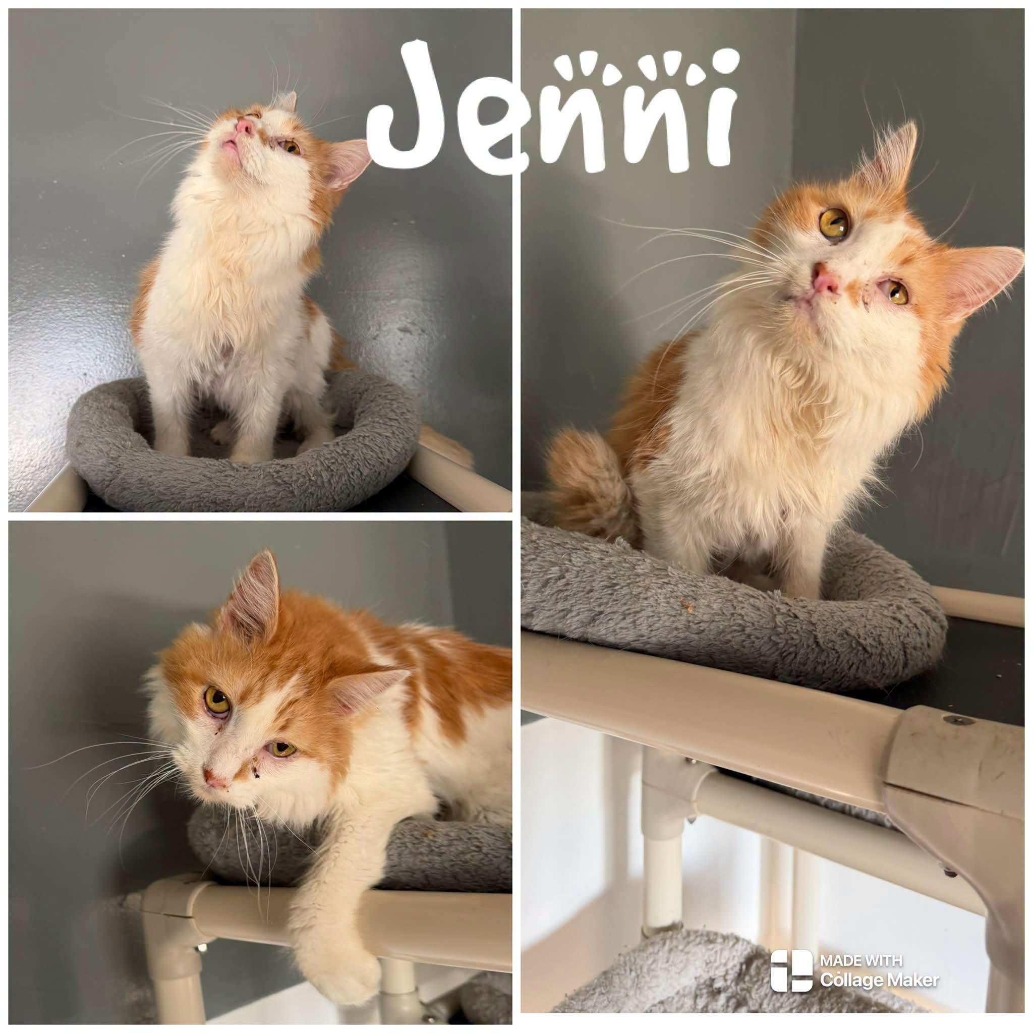 Jenni, Adoptable, Senior Female Domestic Long Hair.
