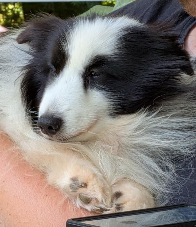 Indy, a Adopted Shetland Sheepdog / Sheltie in Portland, ME image 2/5
