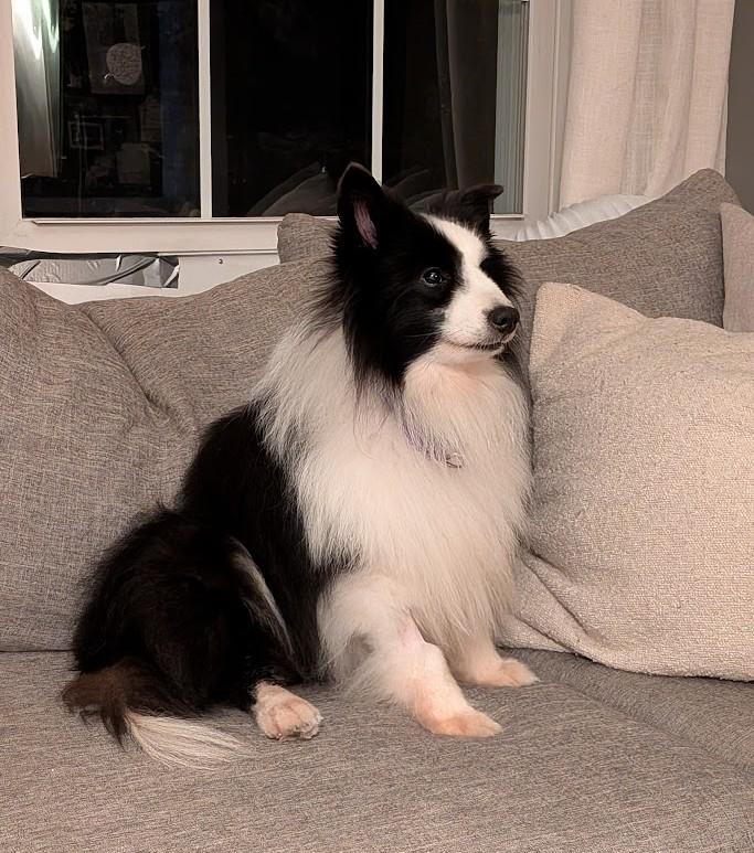 Indy, a Adopted Shetland Sheepdog / Sheltie in Portland, ME image 4/5