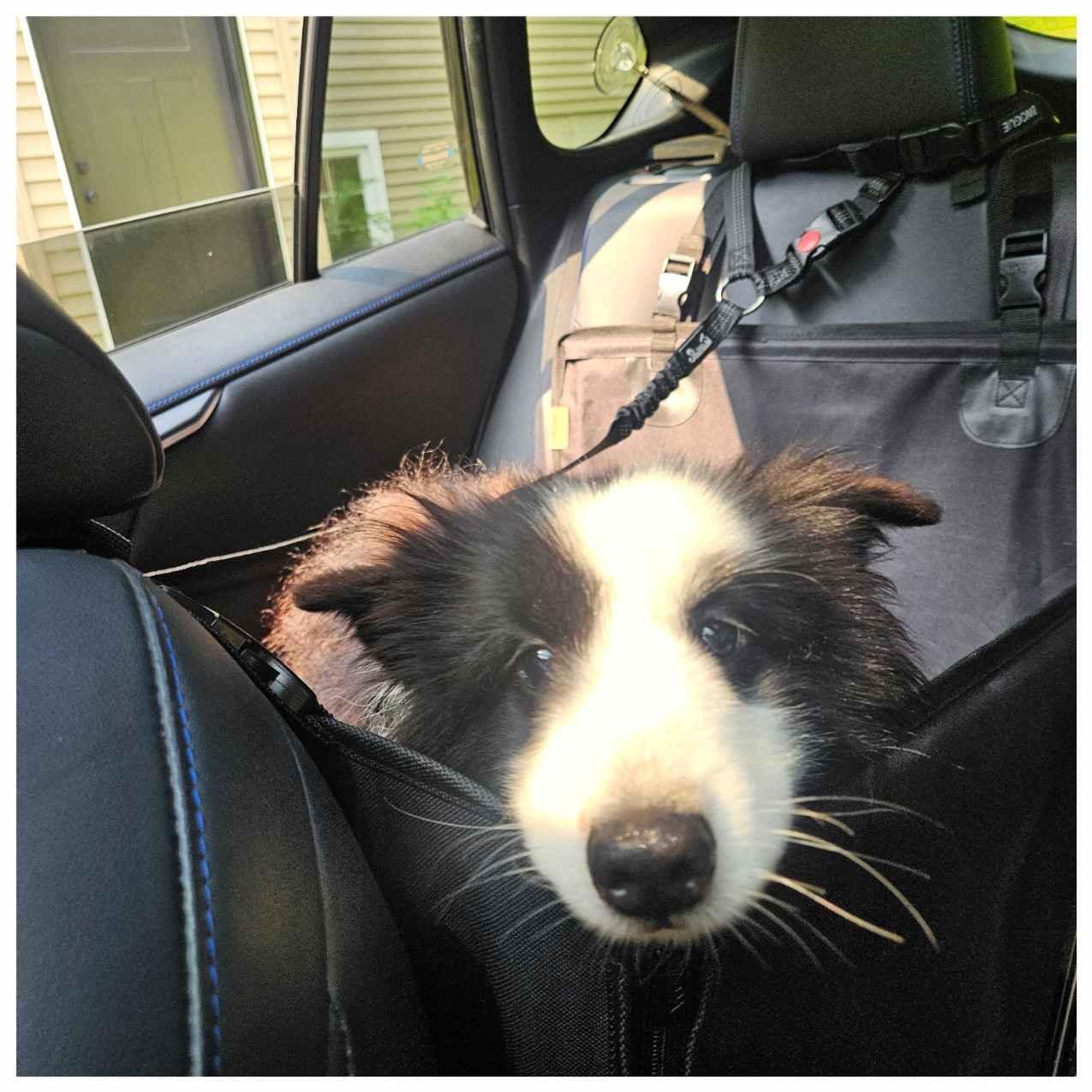 Indy, a Adopted Shetland Sheepdog / Sheltie in Portland, ME image 5/5