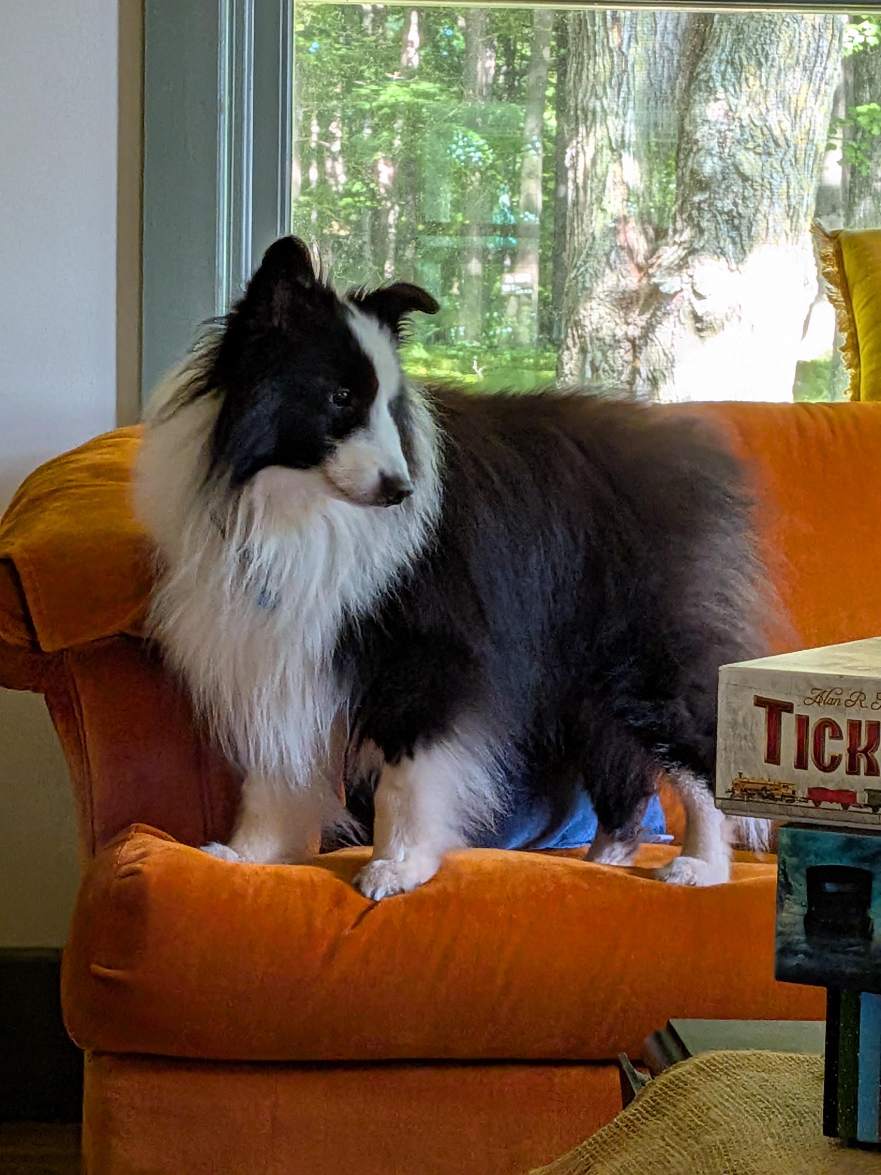Indy, a Adopted Shetland Sheepdog / Sheltie in Portland, ME image 1/5