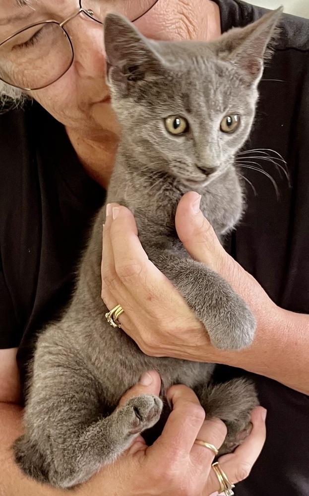 Bounce, Adoptable, Kitten Male Domestic Short Hair & Russian Blue.