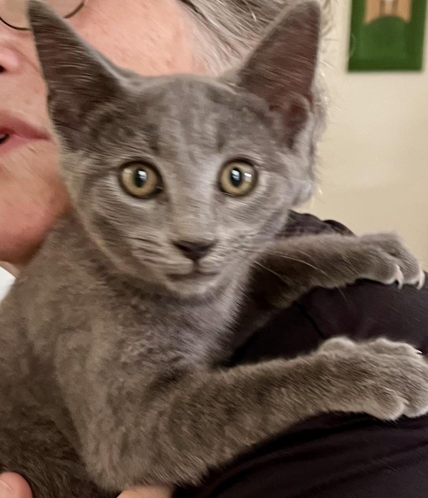 Enlarge Bounce, a Adoptable mixed breed in Franklin, WV image 4/4