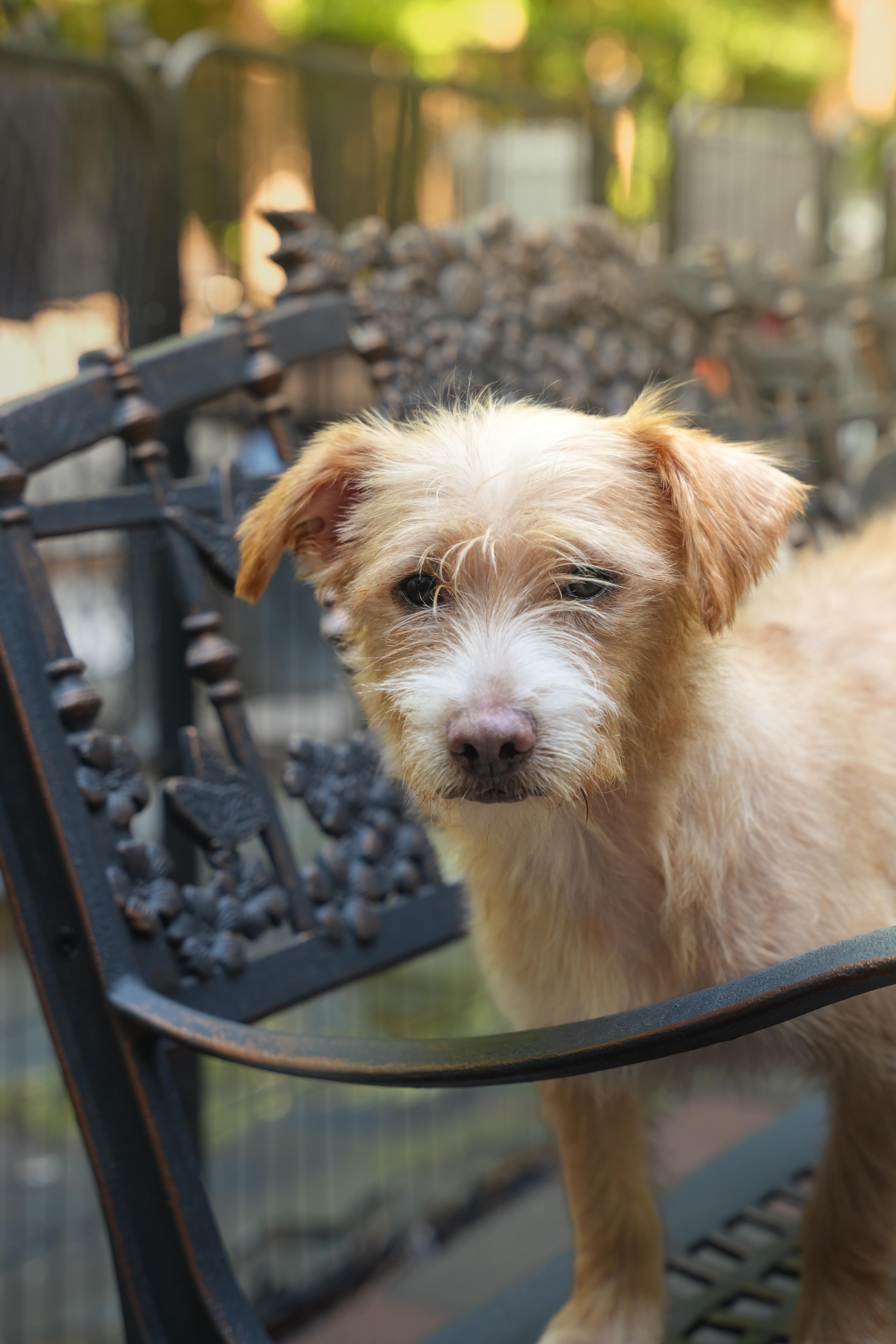Enlarge Otis, a ADOPTABLE mixed breed in Dalton, GA image 1/4