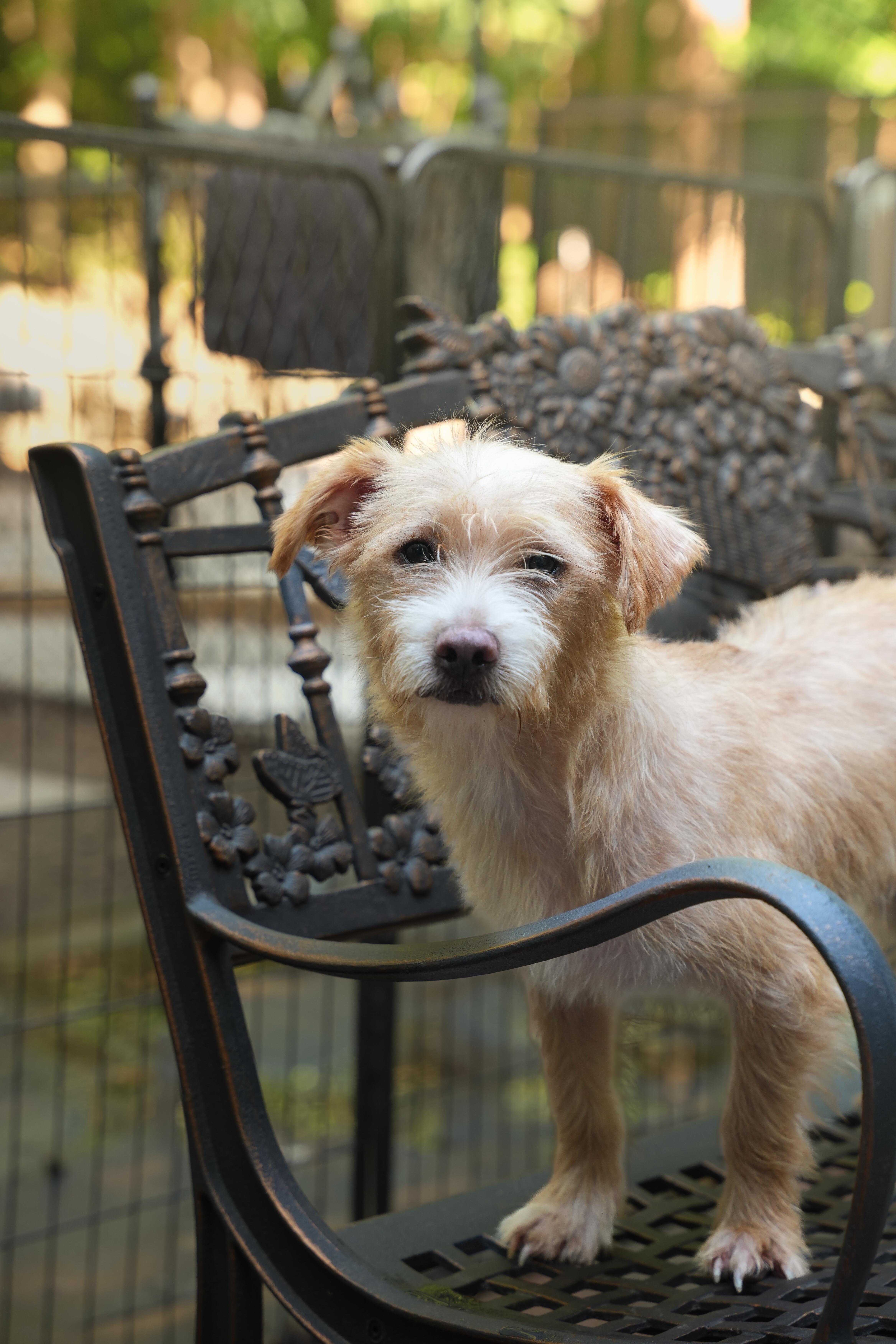 Enlarge Otis, a ADOPTABLE mixed breed in Dalton, GA image 3/4