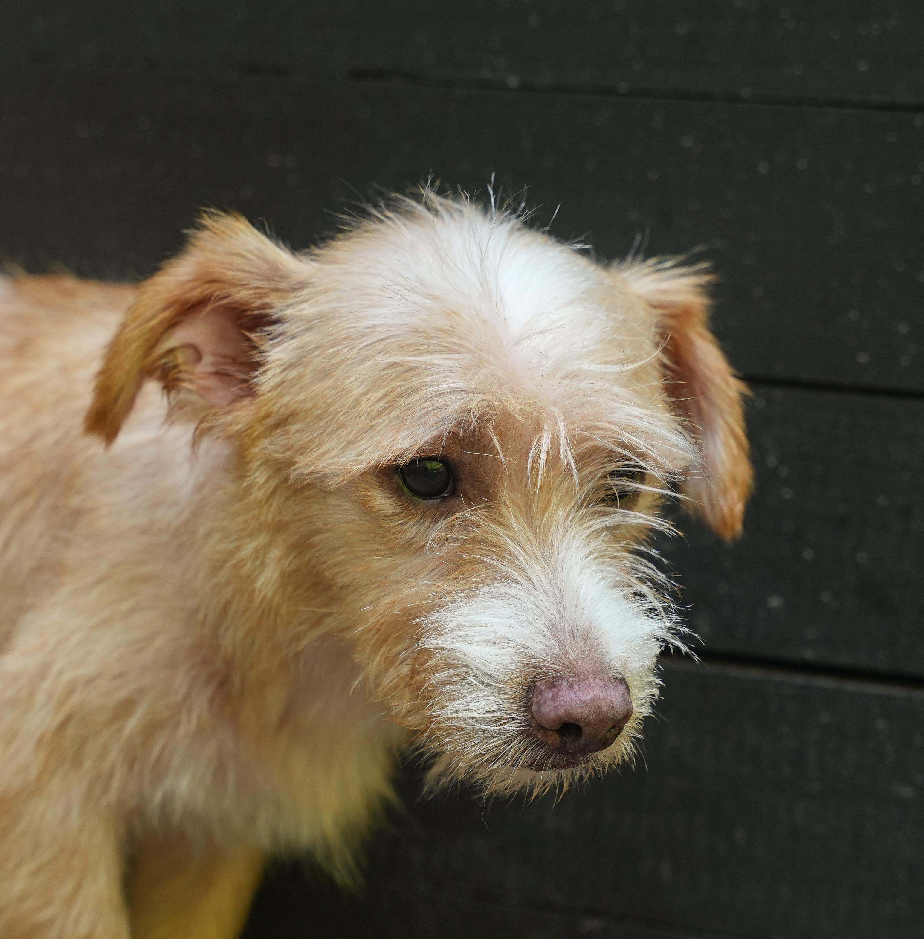 Enlarge Otis, a ADOPTABLE mixed breed in Dalton, GA image 4/4
