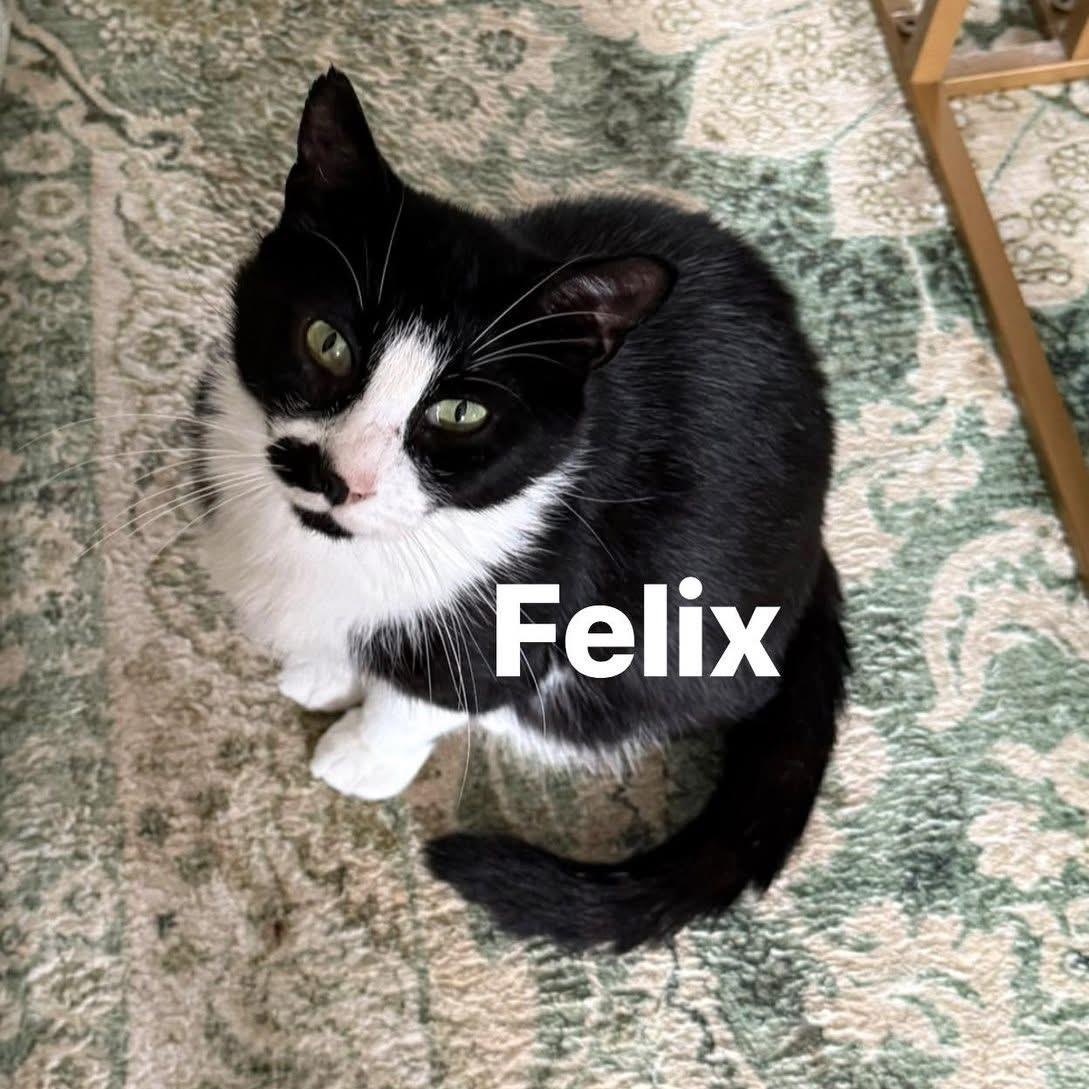 Felix thumbnail 3
