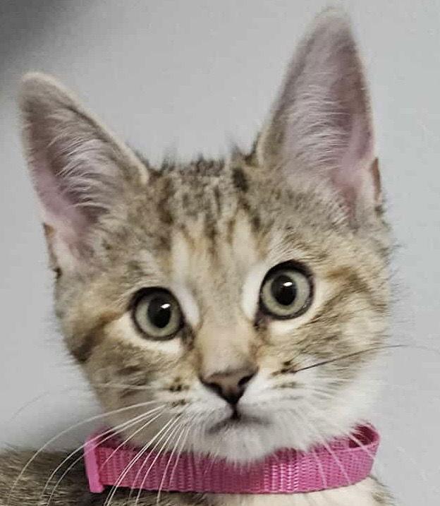 CHIPMUNK, Adoptable, Kitten Female Torbie & Domestic Short Hair.