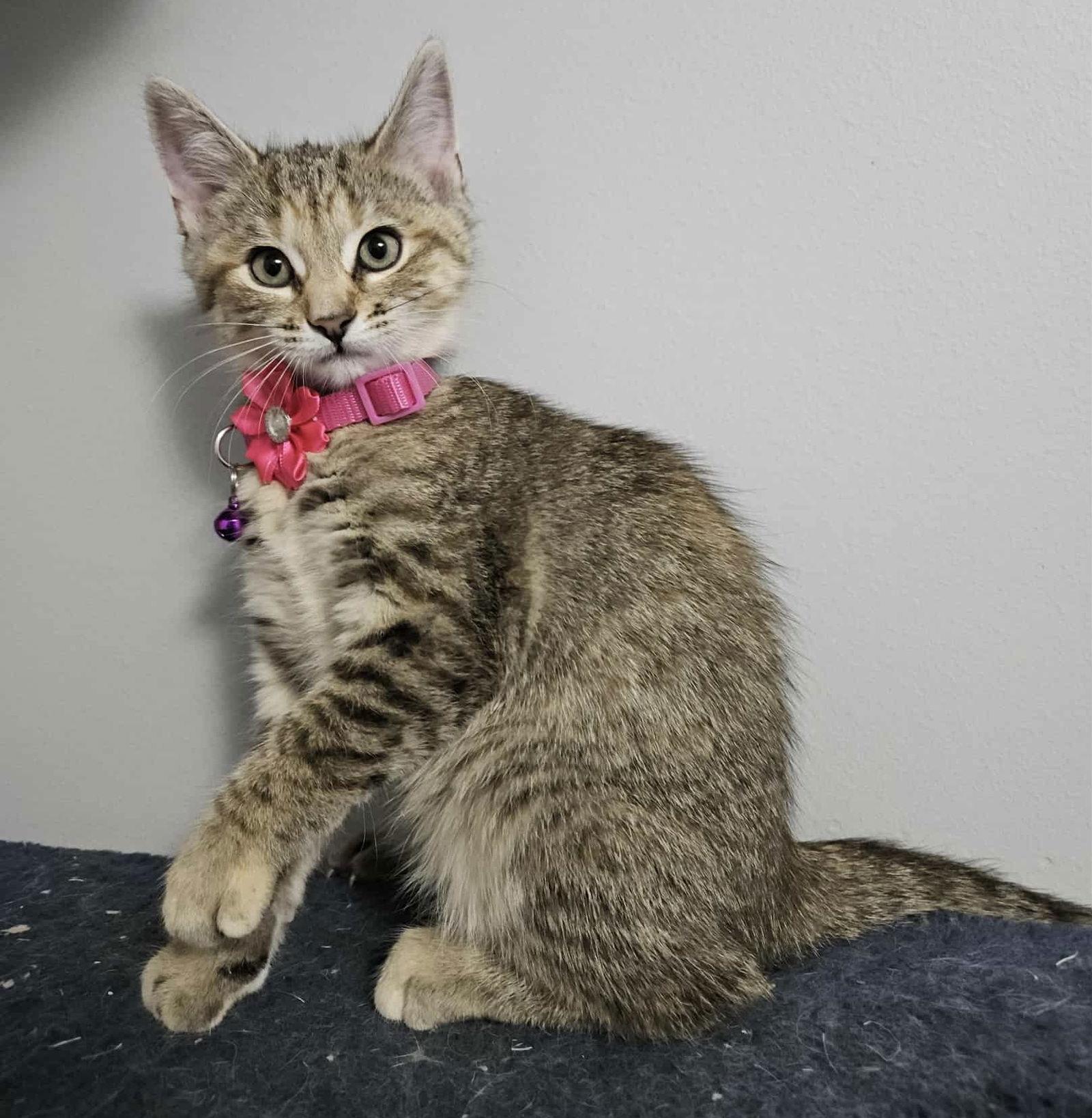 CHIPMUNK, a Adoptable mixed breed in Minesing, ON image 2/3