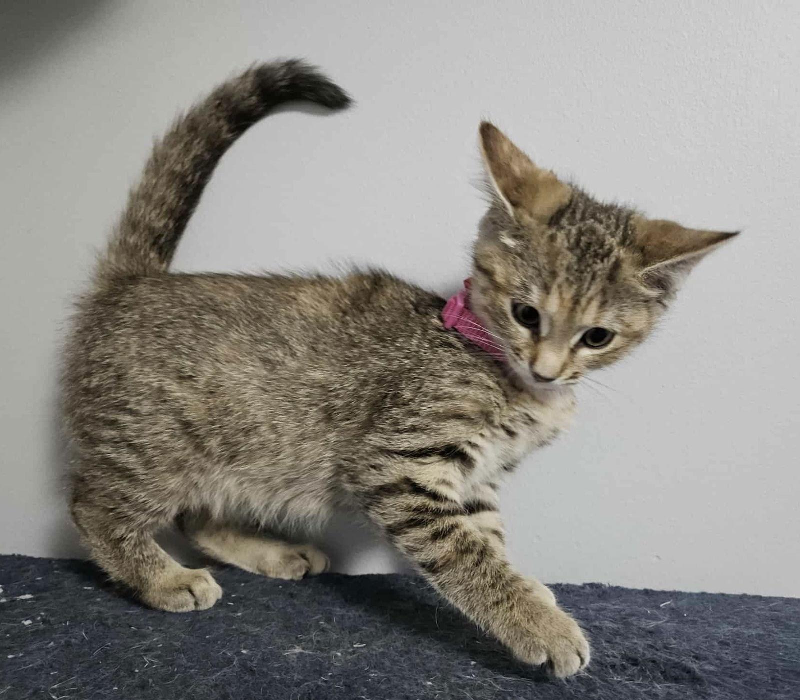 CHIPMUNK, a Adoptable mixed breed in Minesing, ON image 3/3