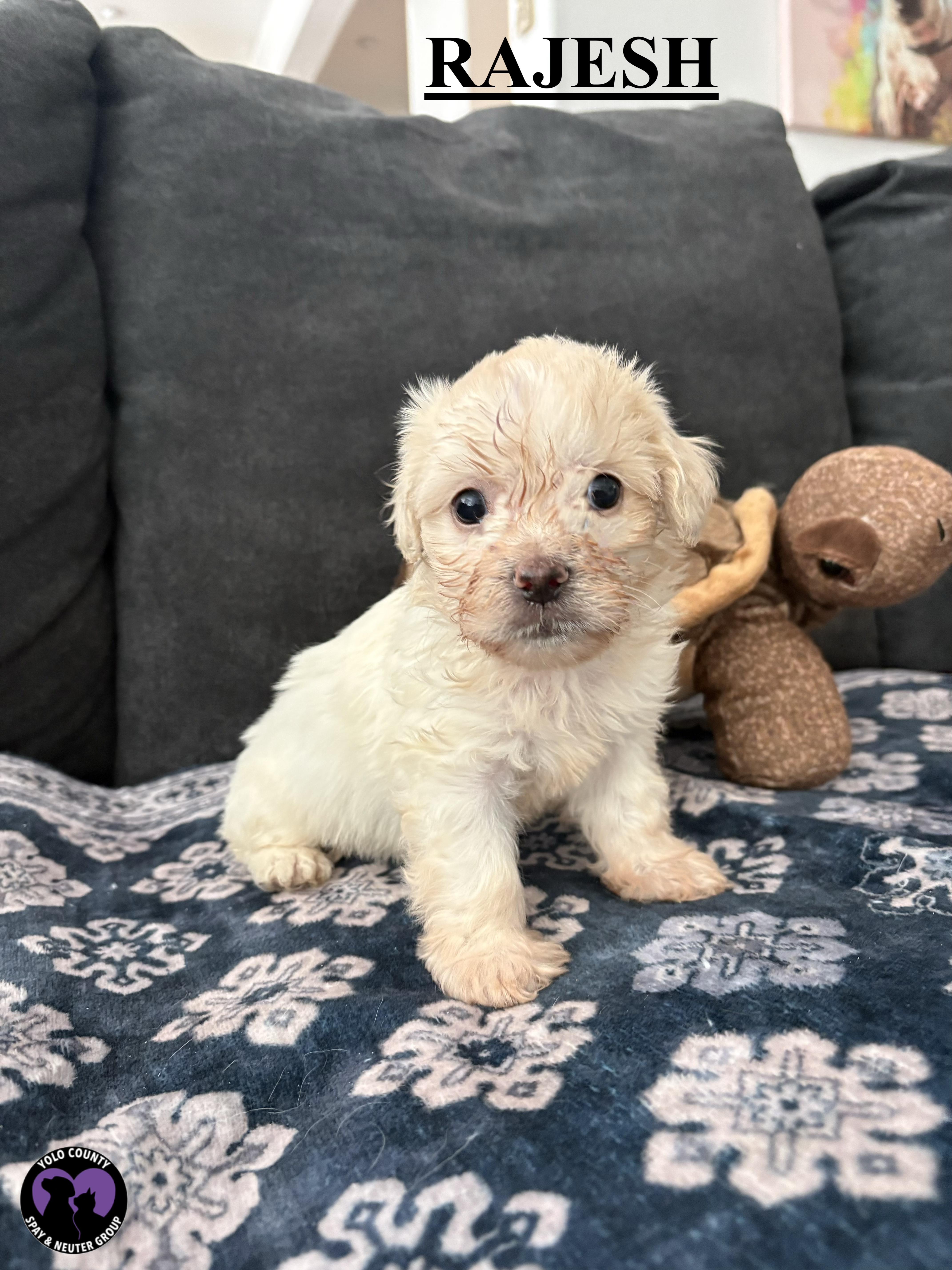 Enlarge RAJESH OF THE BIG BANG THEORY LITTER , a ADOPTABLE mixed breed in woodland, CA image 4/4