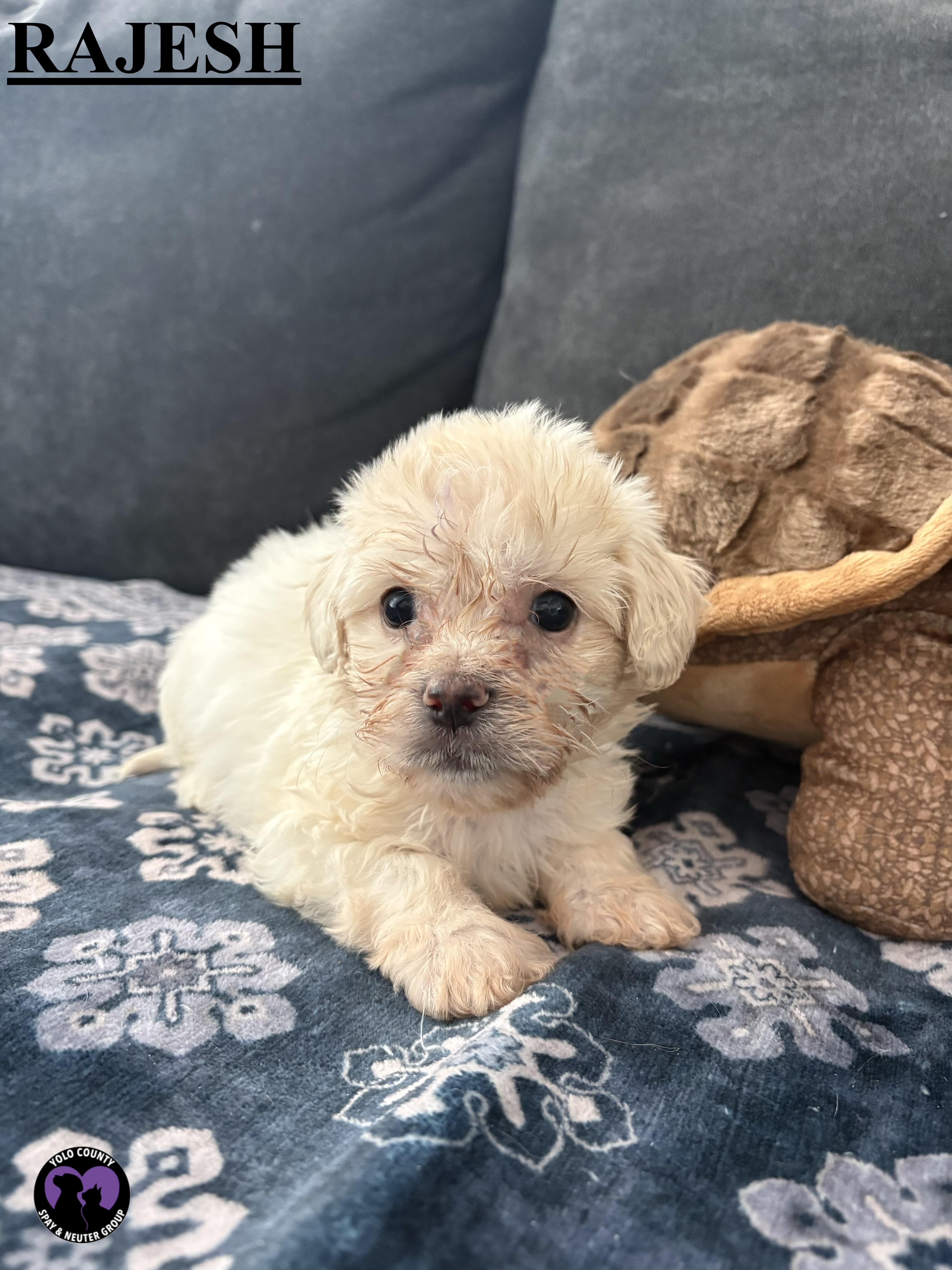 Enlarge RAJESH OF THE BIG BANG THEORY LITTER , a ADOPTABLE mixed breed in woodland, CA image 3/4