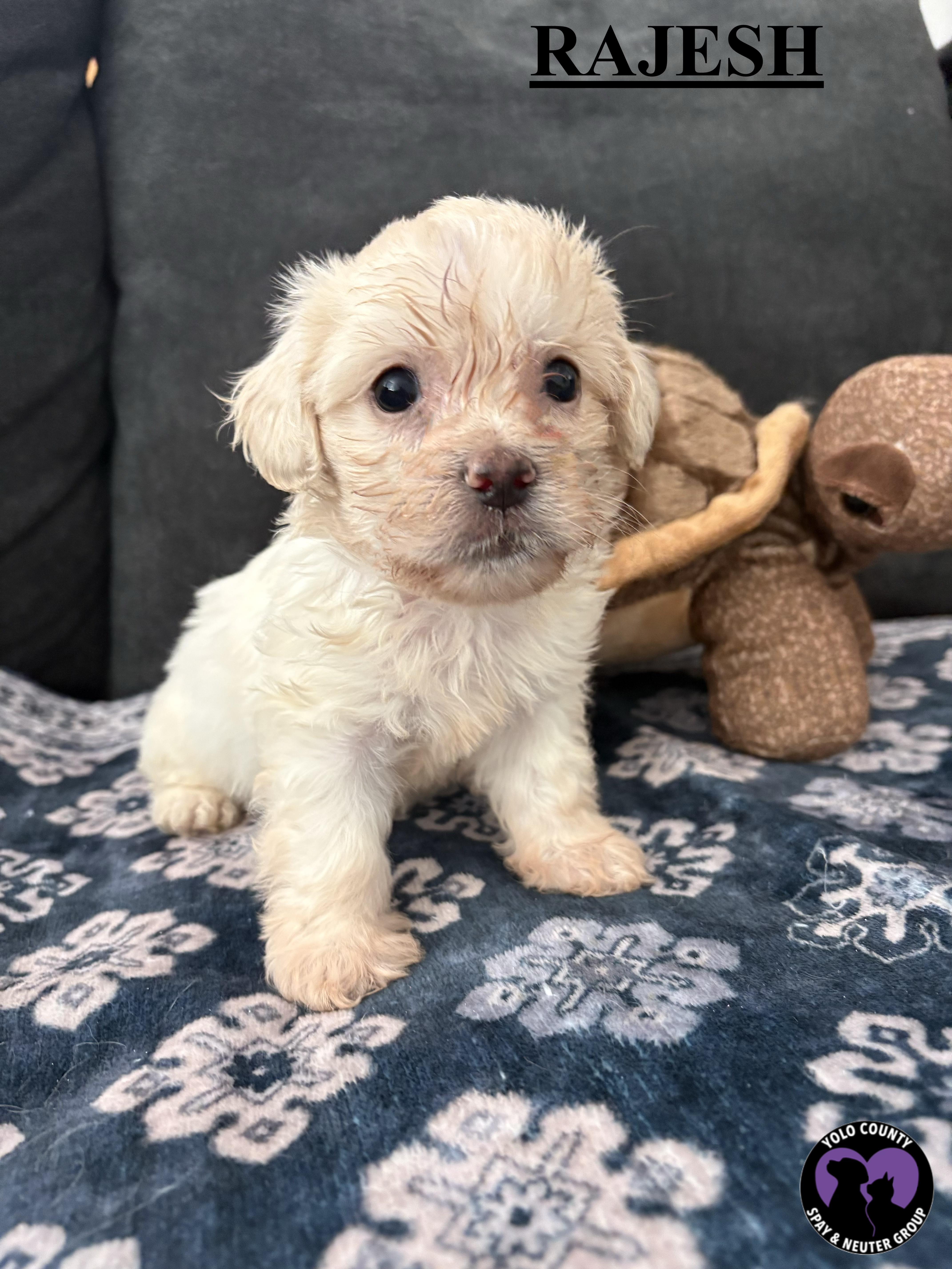 Enlarge RAJESH OF THE BIG BANG THEORY LITTER , a ADOPTABLE mixed breed in woodland, CA image 1/4