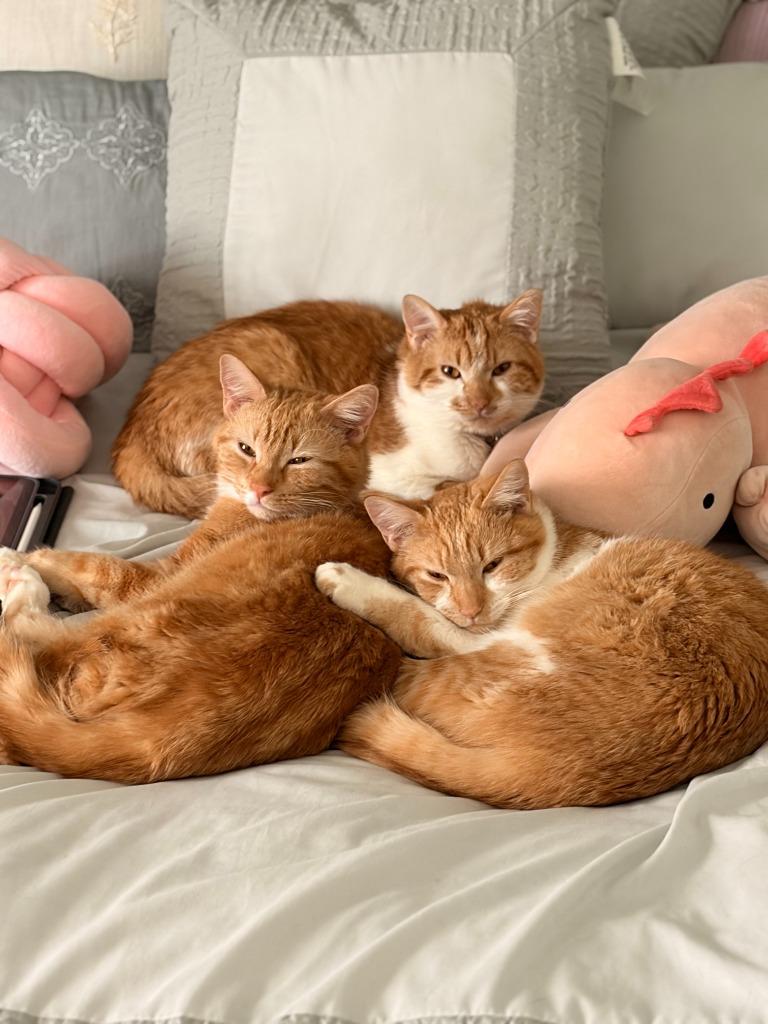 Enlarge Mikan / Yuzu / Kaki, a Adoptable mixed breed in Minneapolis, MN image 1/6