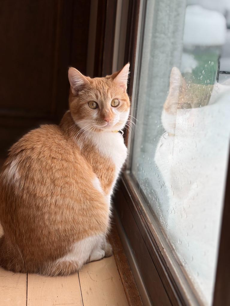 Enlarge Mikan / Yuzu / Kaki, a Adoptable mixed breed in Minneapolis, MN image 2/6