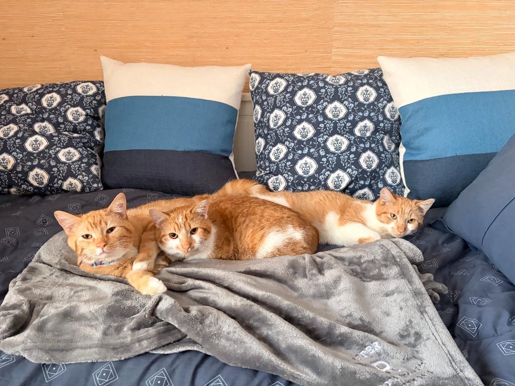 Enlarge Mikan / Yuzu / Kaki, a Adoptable mixed breed in Minneapolis, MN image 3/6