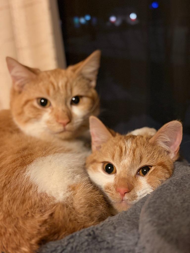 Enlarge Mikan / Yuzu / Kaki, a Adoptable mixed breed in Minneapolis, MN image 4/6