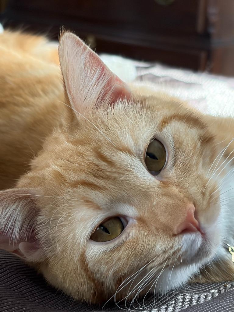 Enlarge Mikan / Yuzu / Kaki, a Adoptable mixed breed in Minneapolis, MN image 5/6