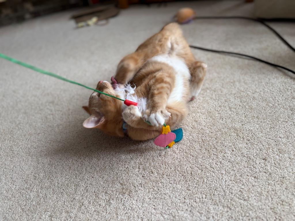 Enlarge Mikan / Yuzu / Kaki, a Adoptable mixed breed in Minneapolis, MN image 6/6