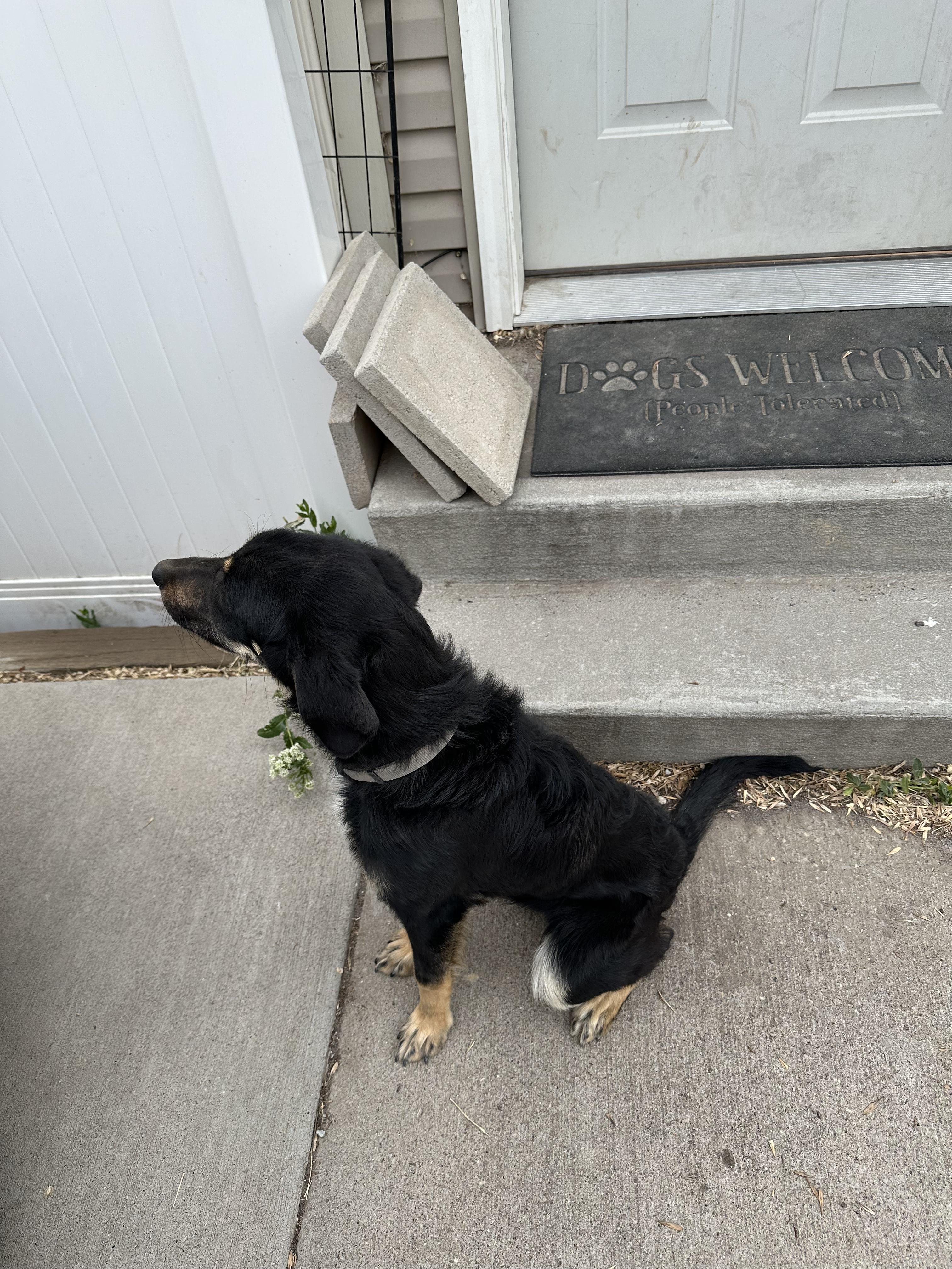 Enlarge Ayla, an adopted mixed breed in Pocatello, ID image 3/3