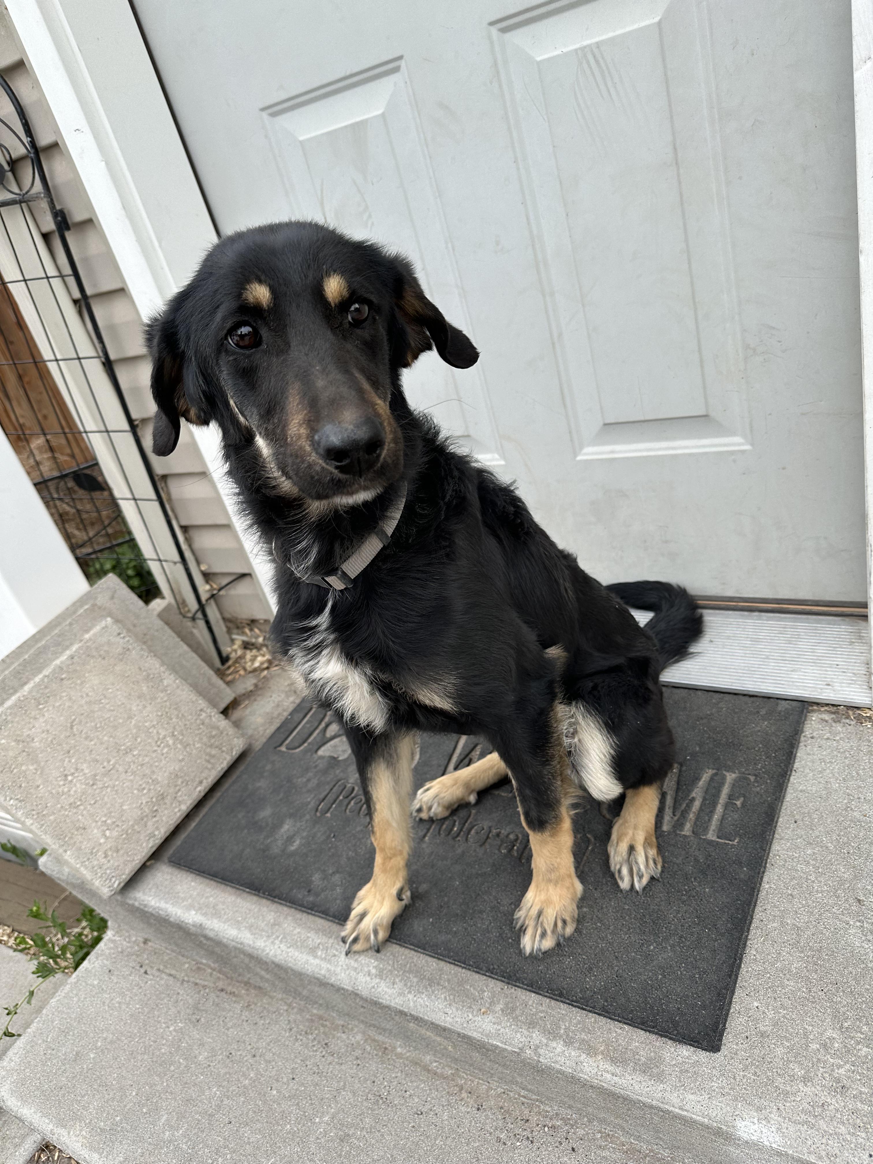 Enlarge Ayla, an adopted mixed breed in Pocatello, ID image 1/3
