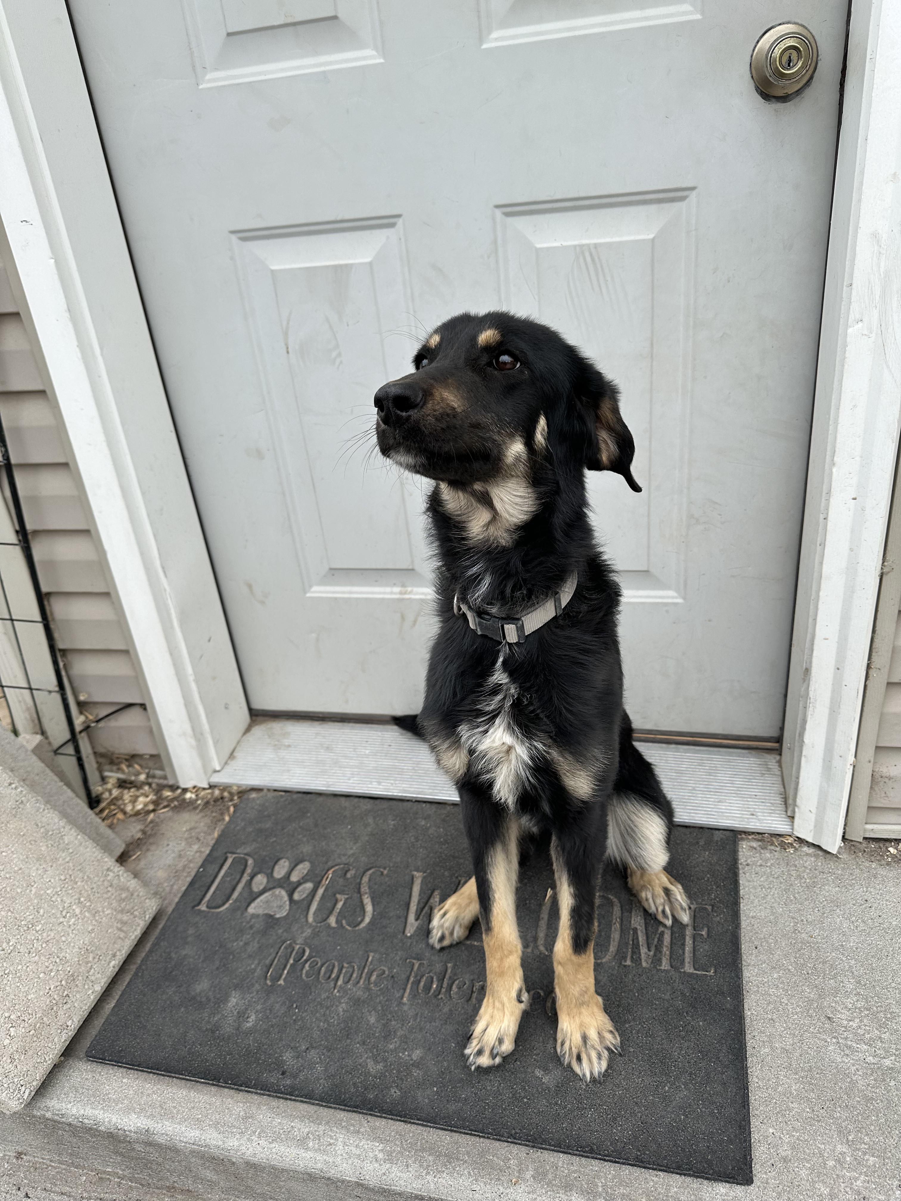 Enlarge Ayla, an adopted mixed breed in Pocatello, ID image 2/3