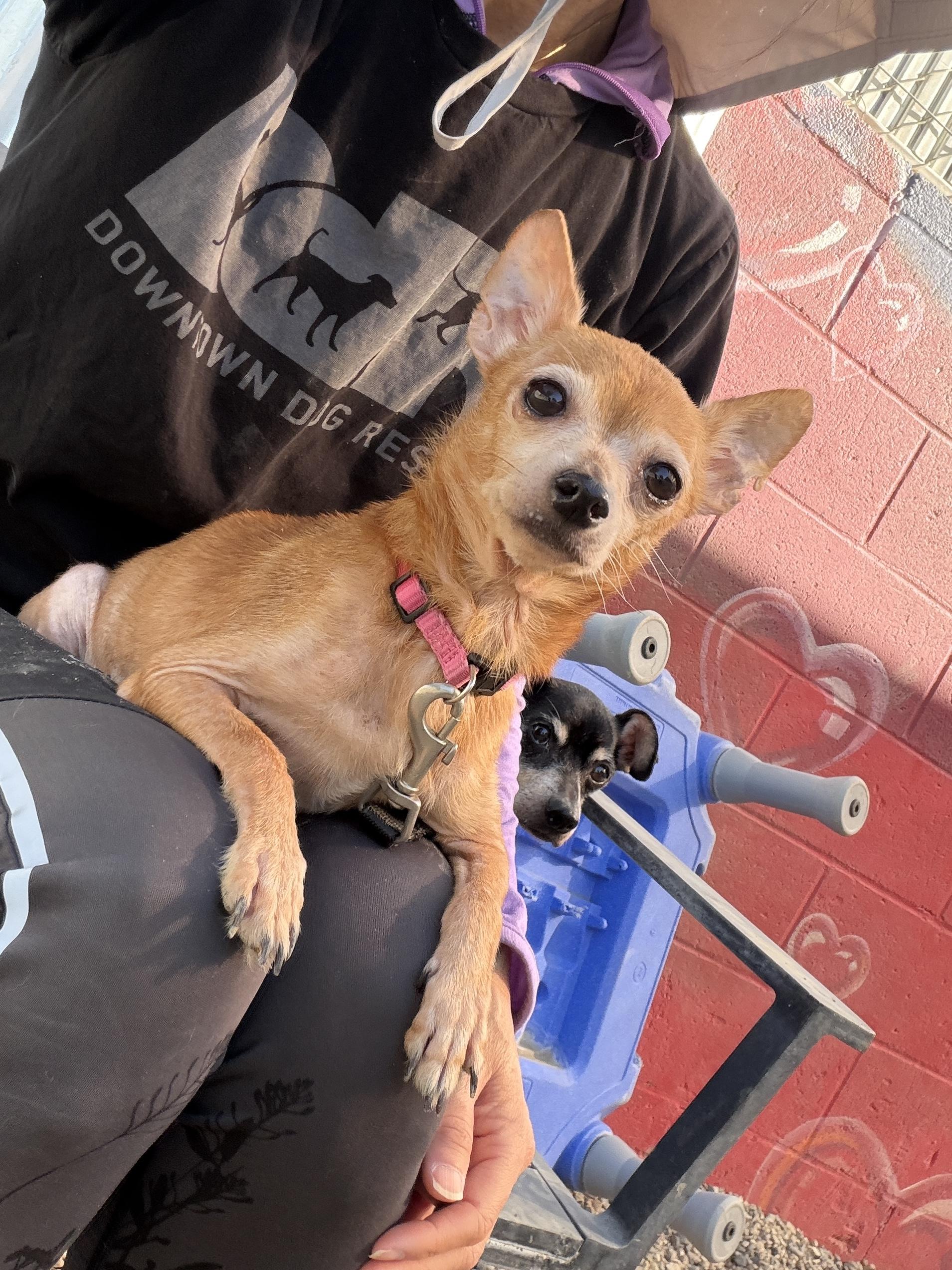 Enlarge Hopper (super senior), a Adoptable Chihuahua in Pasadena, CA image 1/5