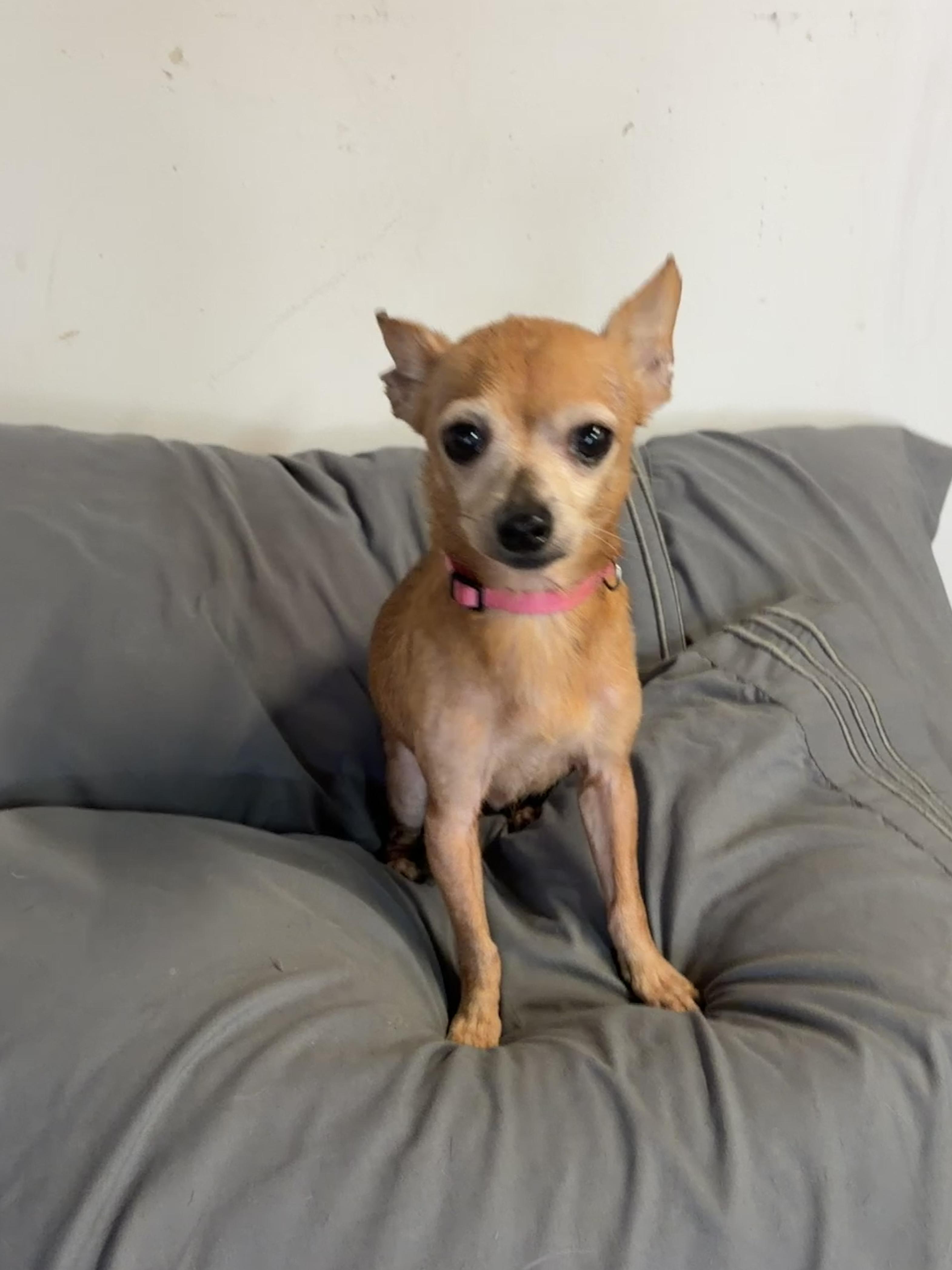 Enlarge Hopper (super senior), a Adoptable Chihuahua in Pasadena, CA image 2/5