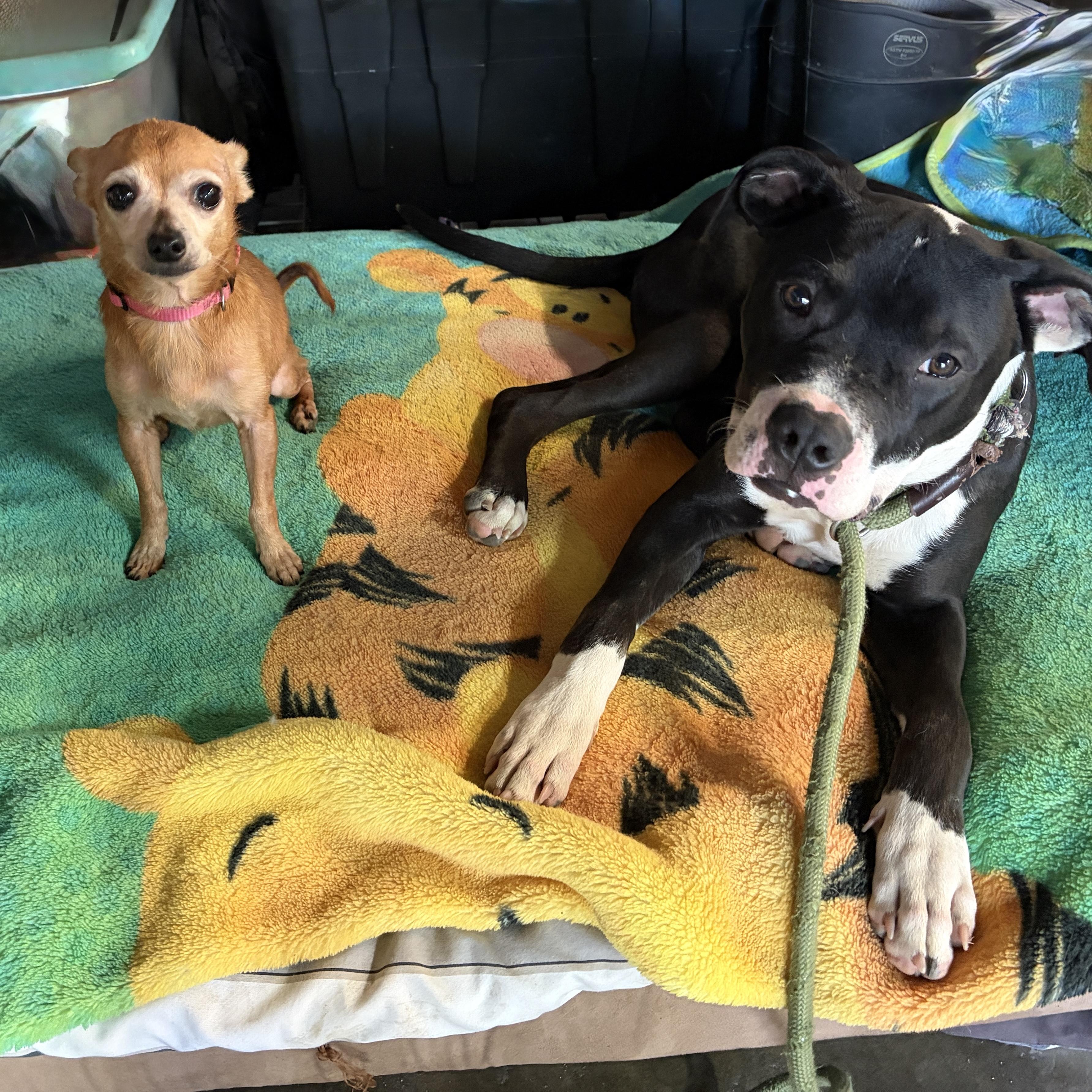 Enlarge Hopper (super senior), a Adoptable Chihuahua in Pasadena, CA image 3/5