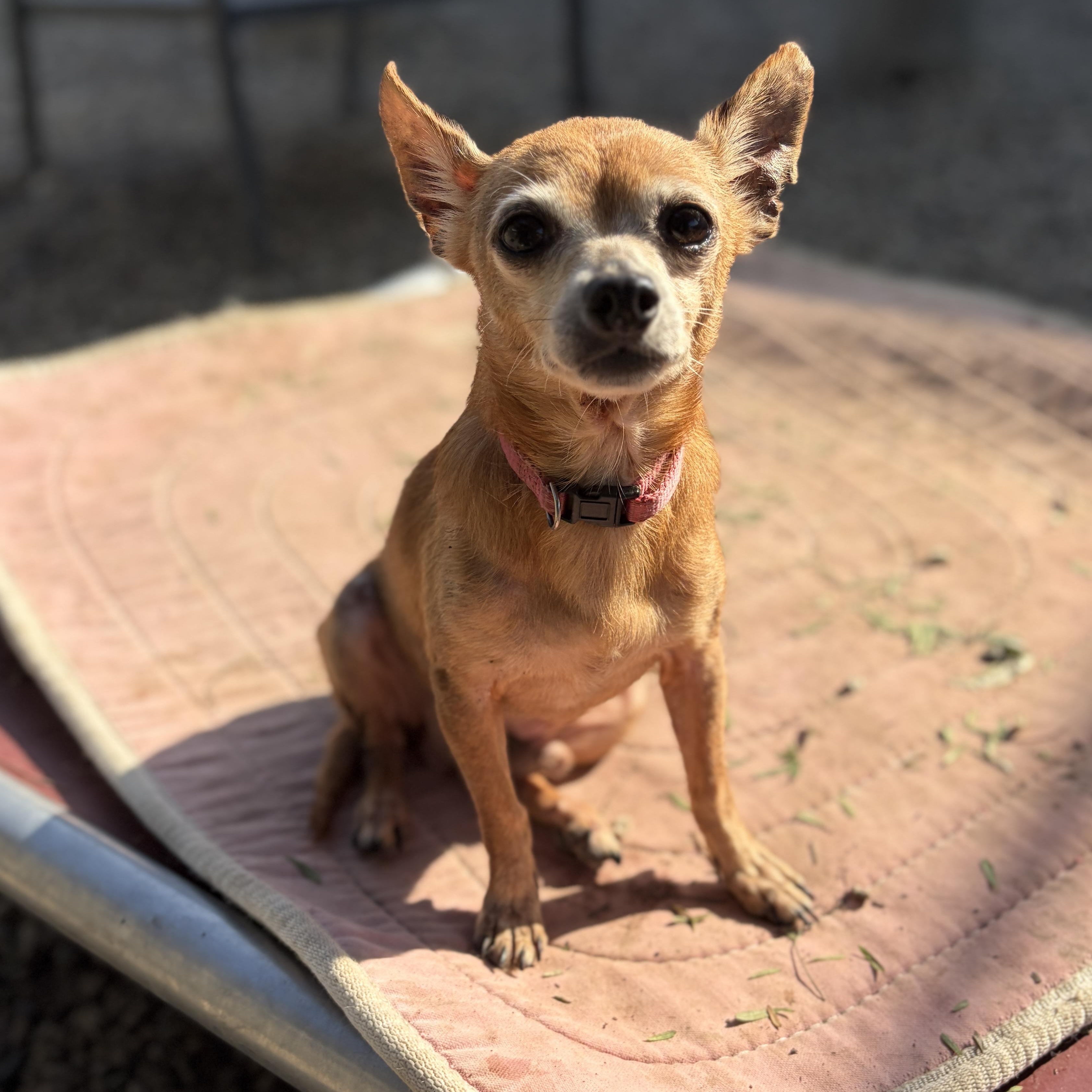 Enlarge Hopper (super senior), an adopted Chihuahua in Pasadena, CA image 1/6