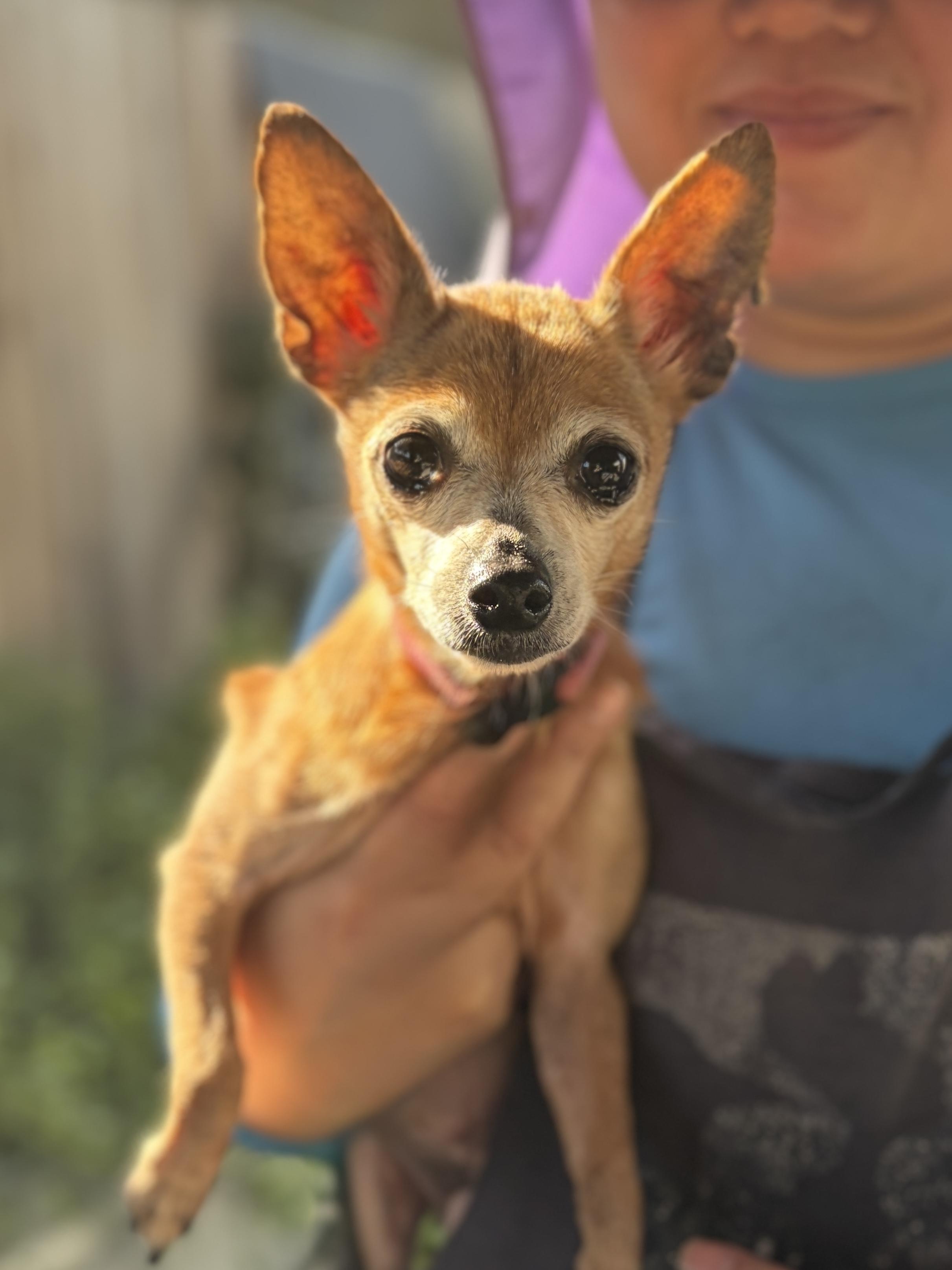 Enlarge Hopper (super senior), an adopted Chihuahua in Pasadena, CA image 2/6