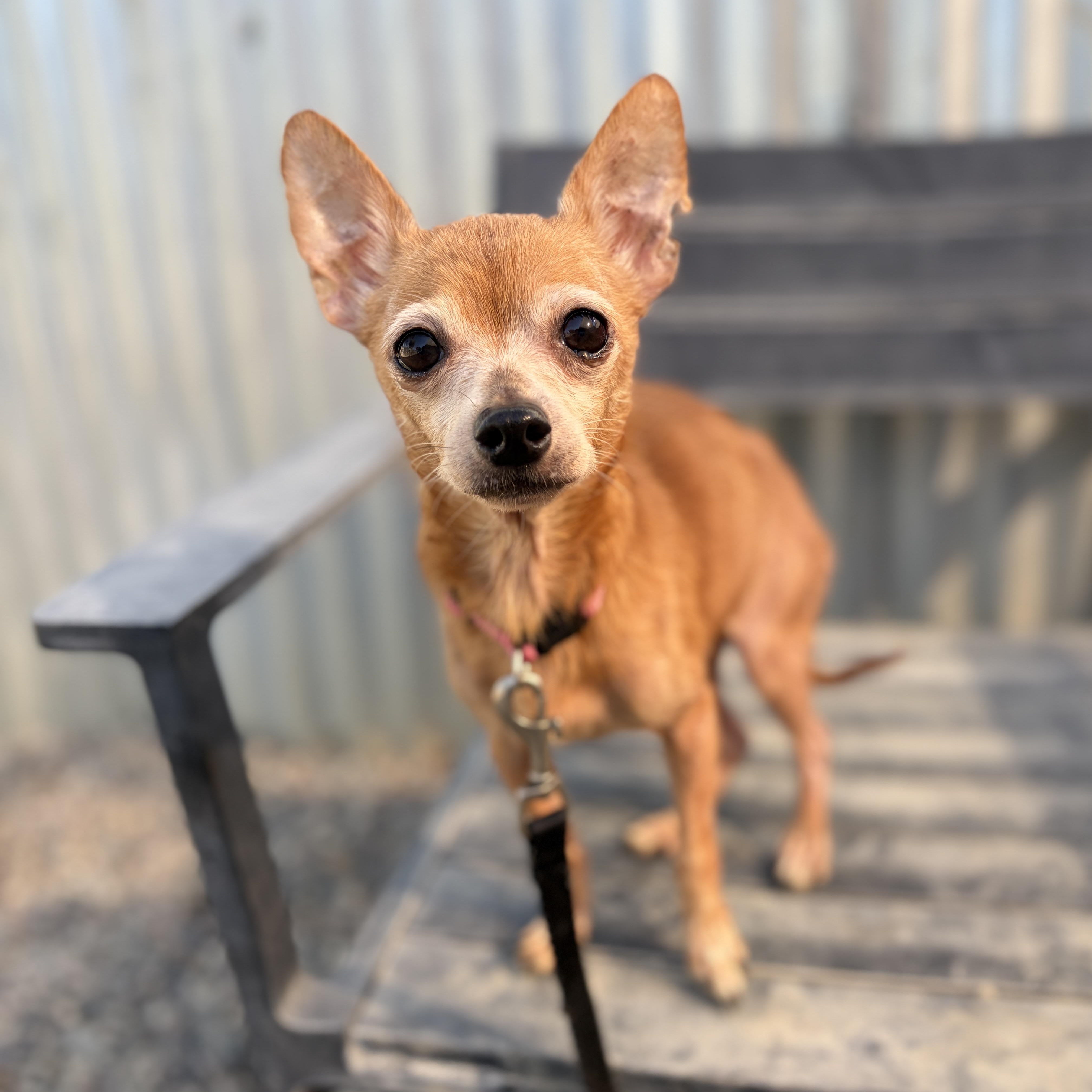 Enlarge Hopper (super senior), a Adoptable Chihuahua in Pasadena, CA image 4/5