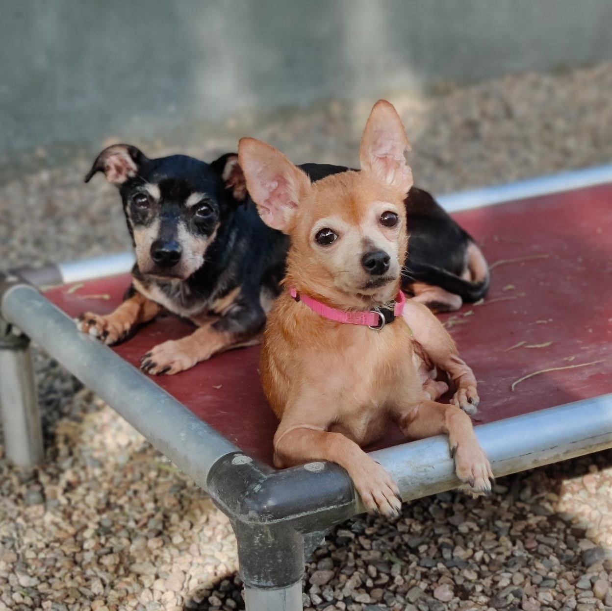 Enlarge Hopper (super senior), a Adoptable Chihuahua in Pasadena, CA image 5/5